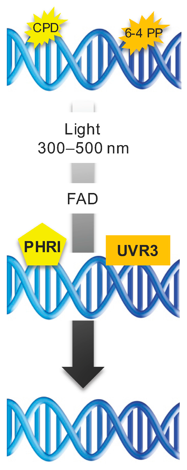 Genes 08 00316 g001