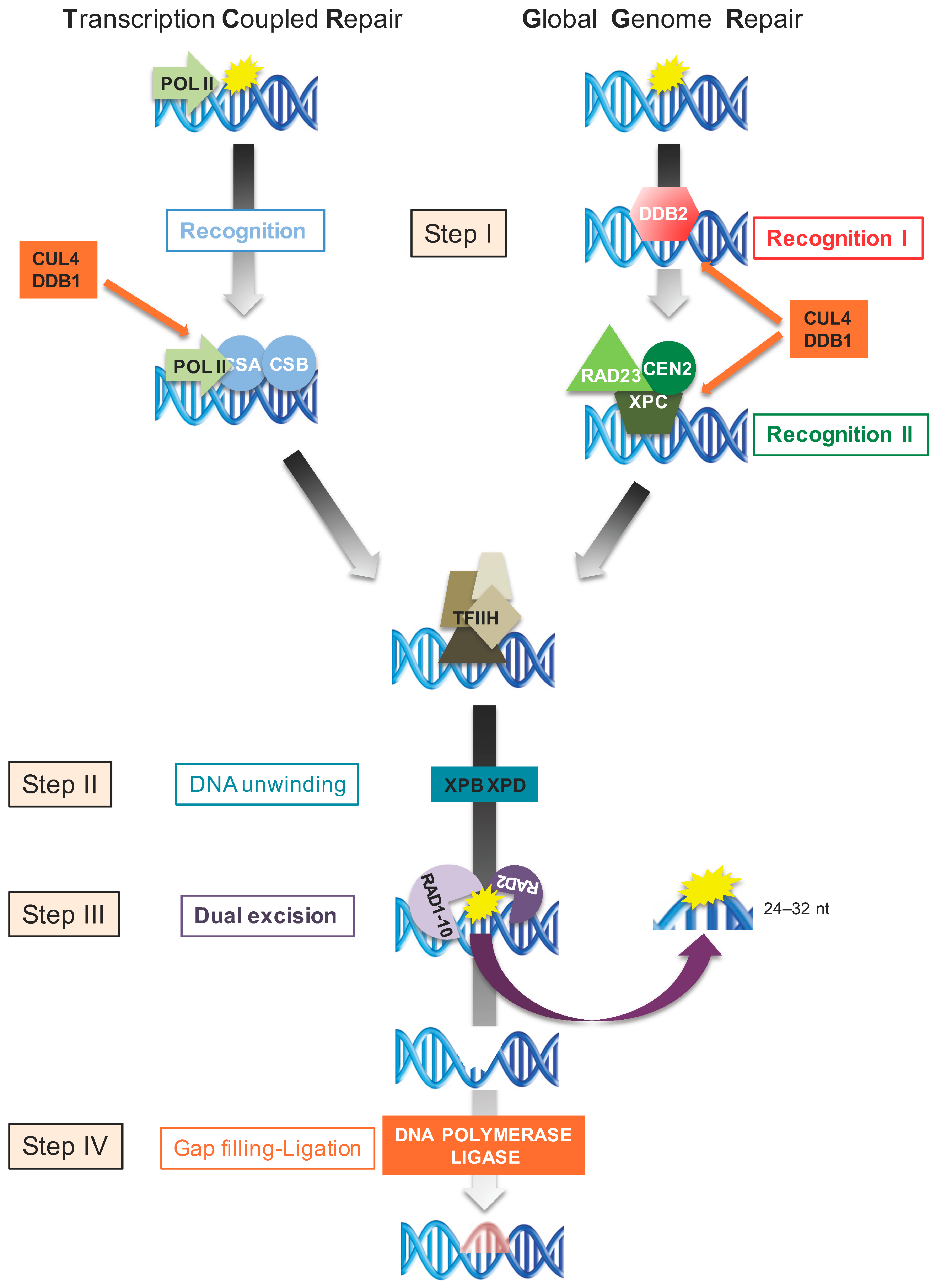 Genes 08 00316 g002