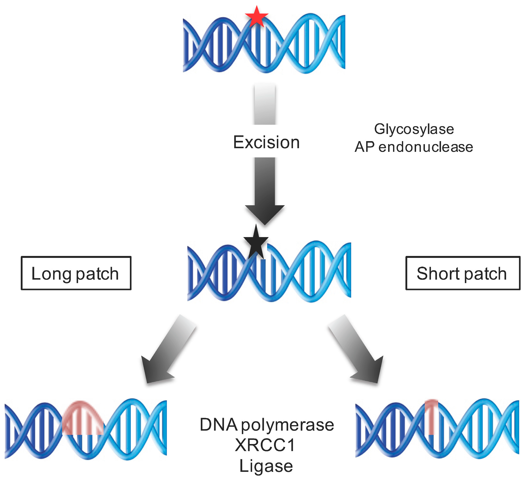 Genes 08 00316 g003