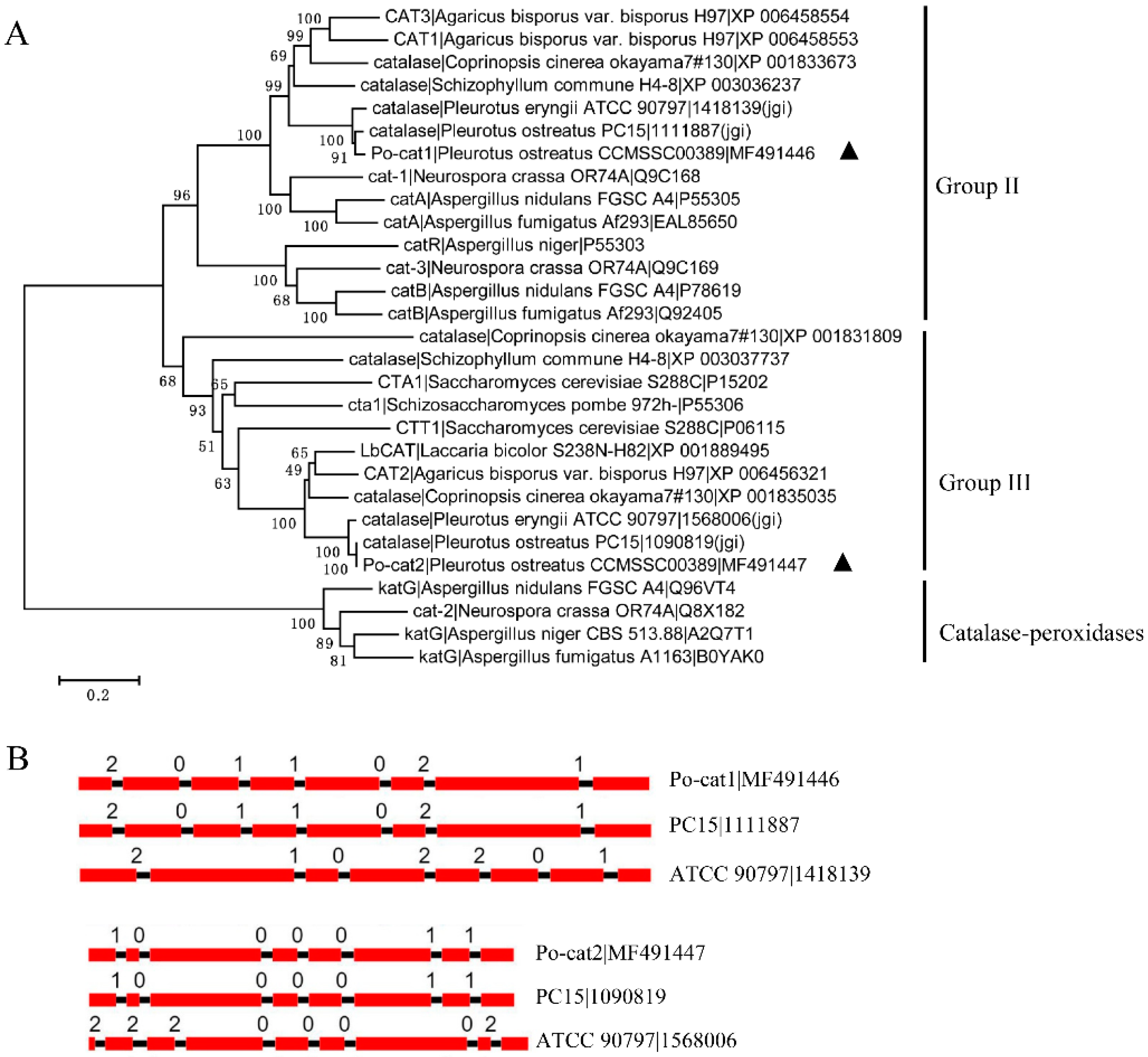 Genes 08 00335 g001