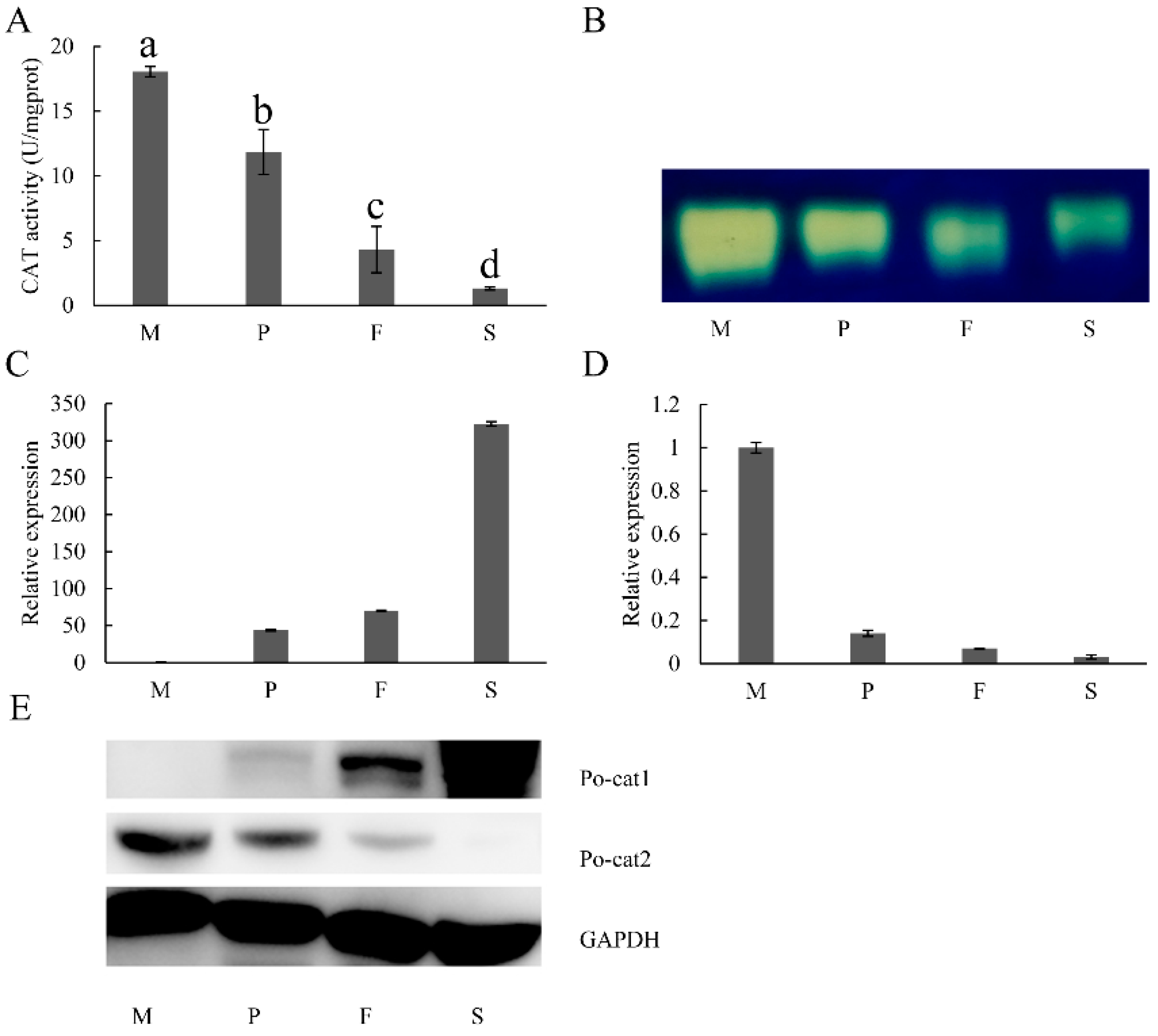 Genes 08 00335 g002
