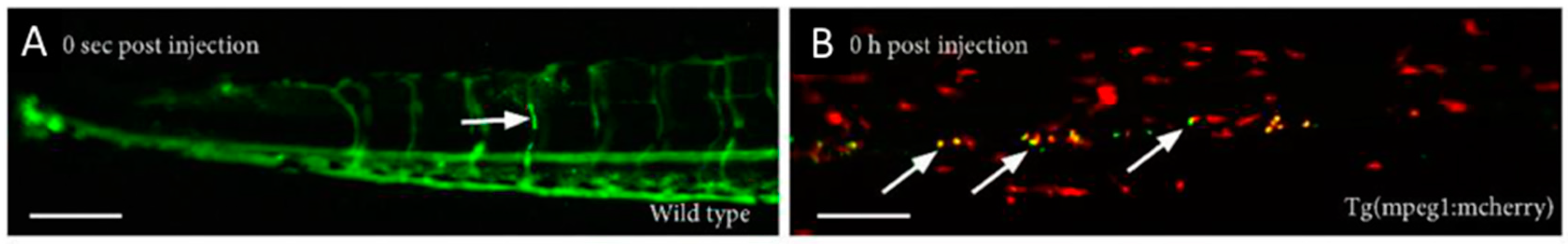 Genes 08 00349 g001