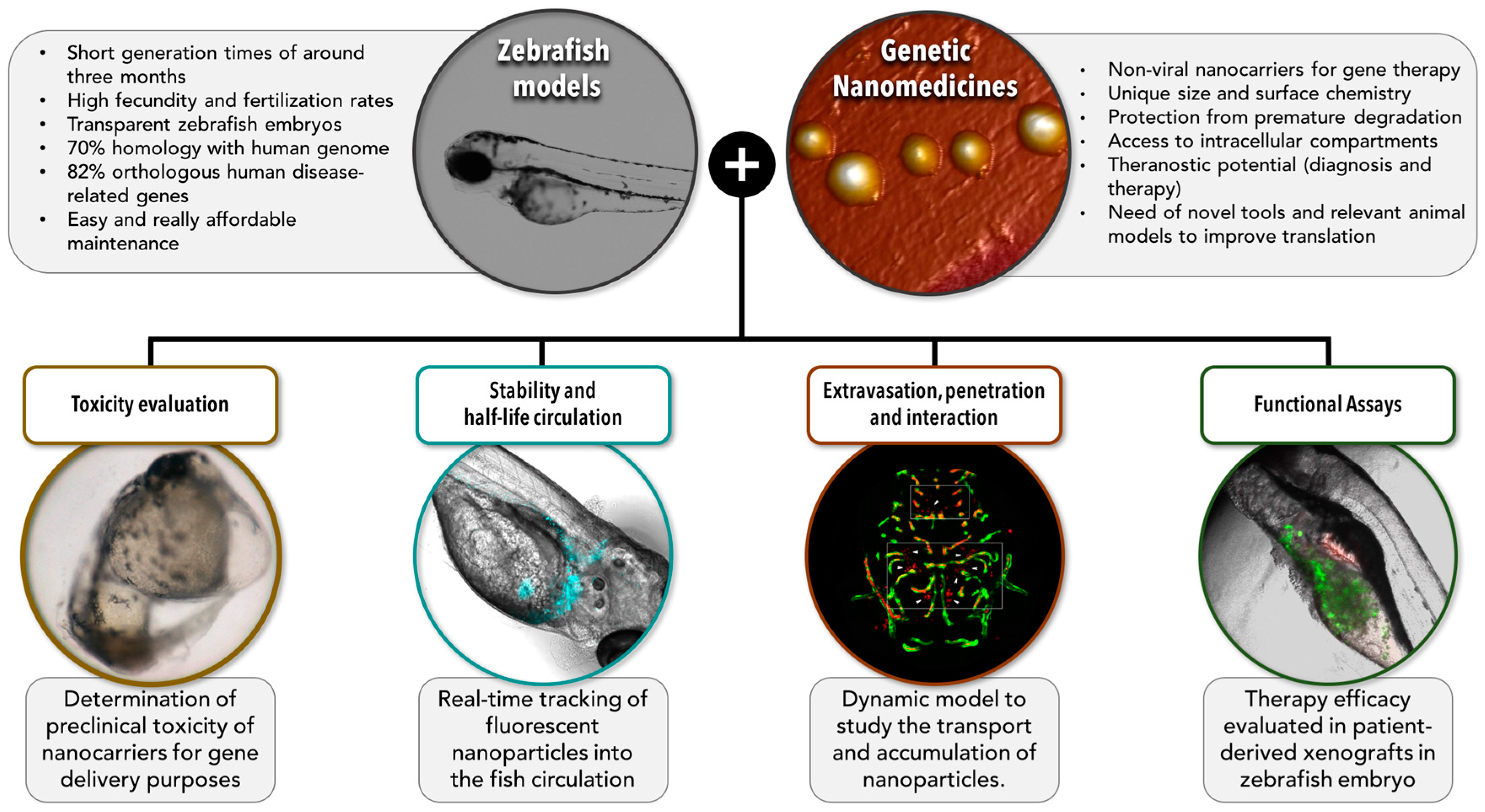 Genes 08 00349 g002