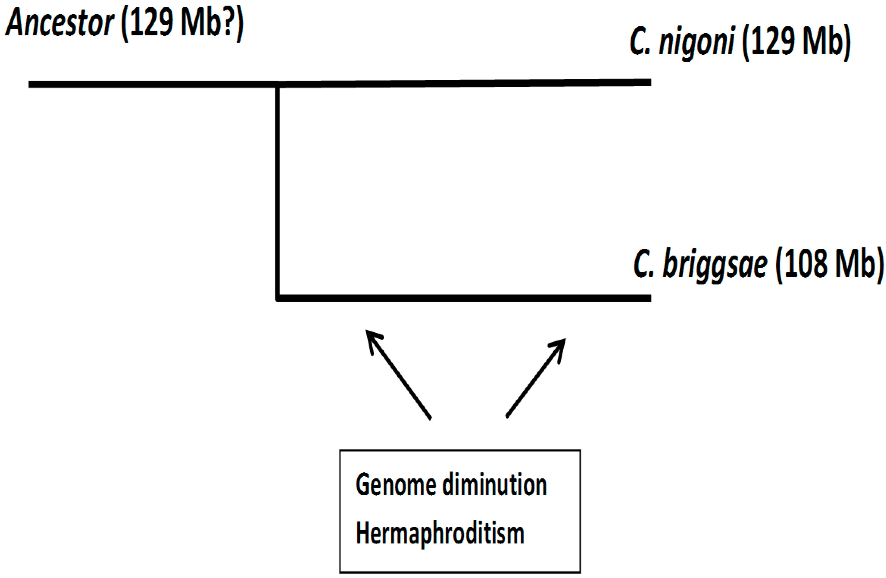 Genes 08 00351 g001 Genes 08 00351 g001