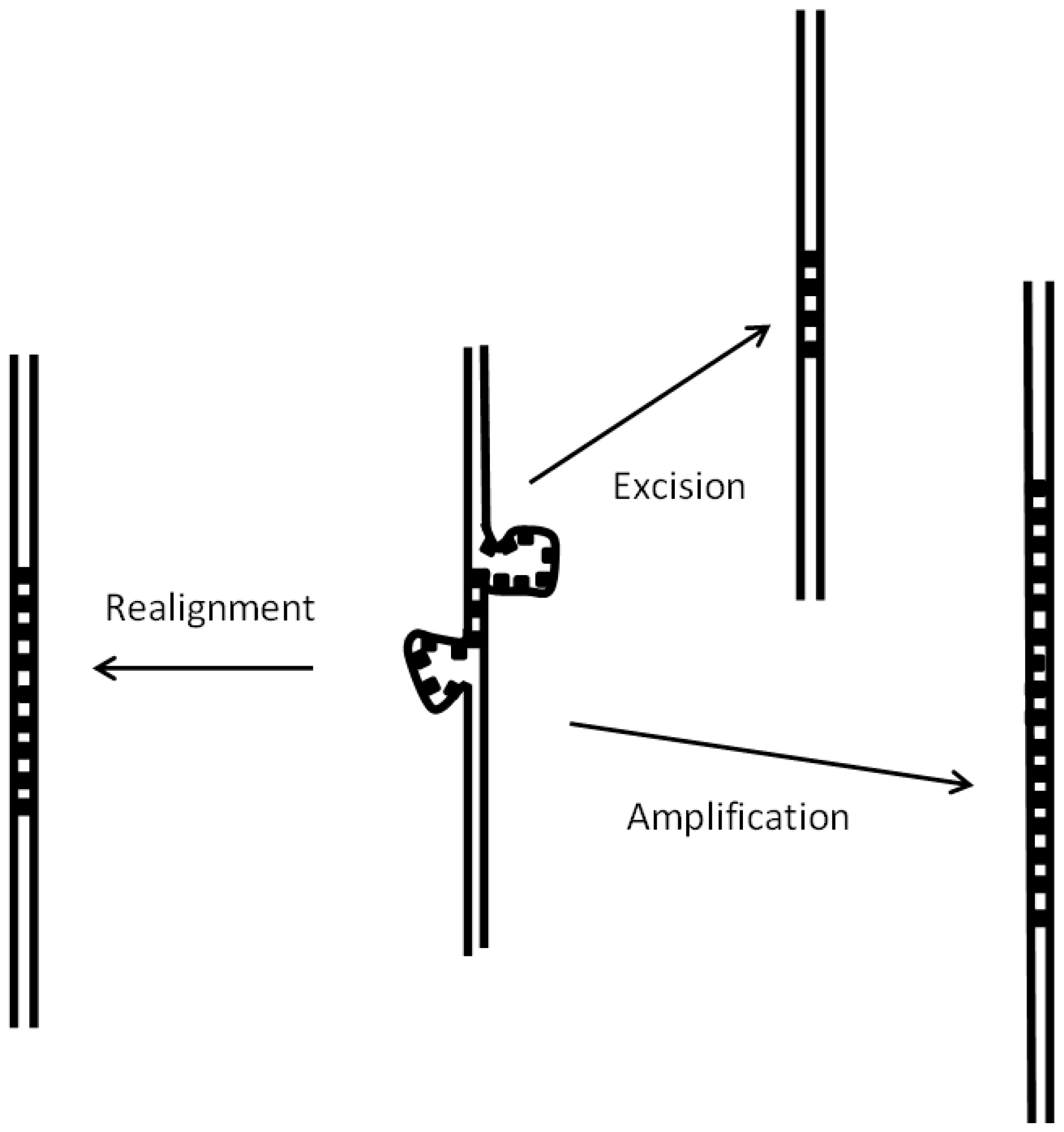 Genes 08 00351 g003 Genes 08 00351 g003