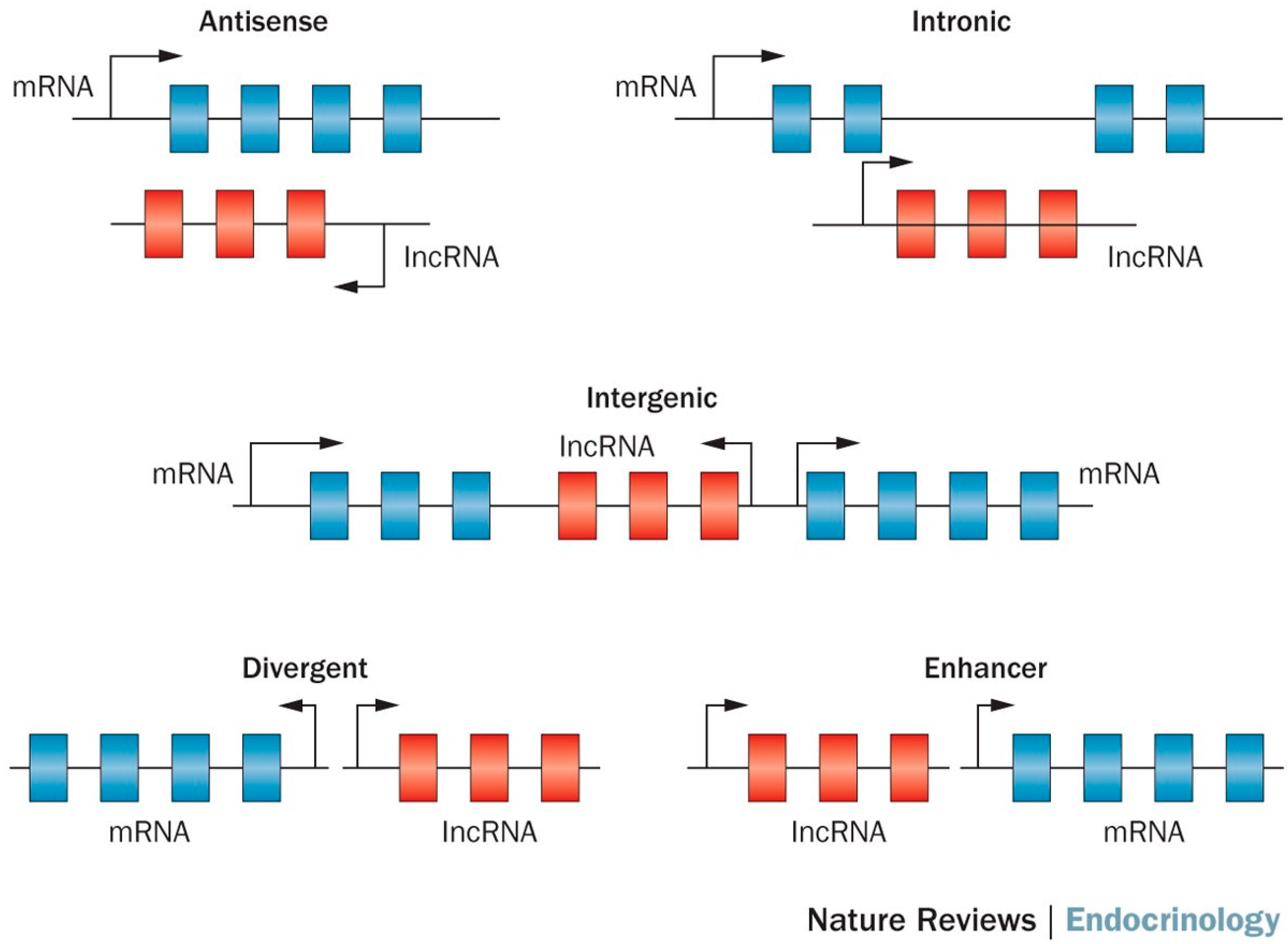 Genes 08 00366 g001 Genes 08 00366 g001
