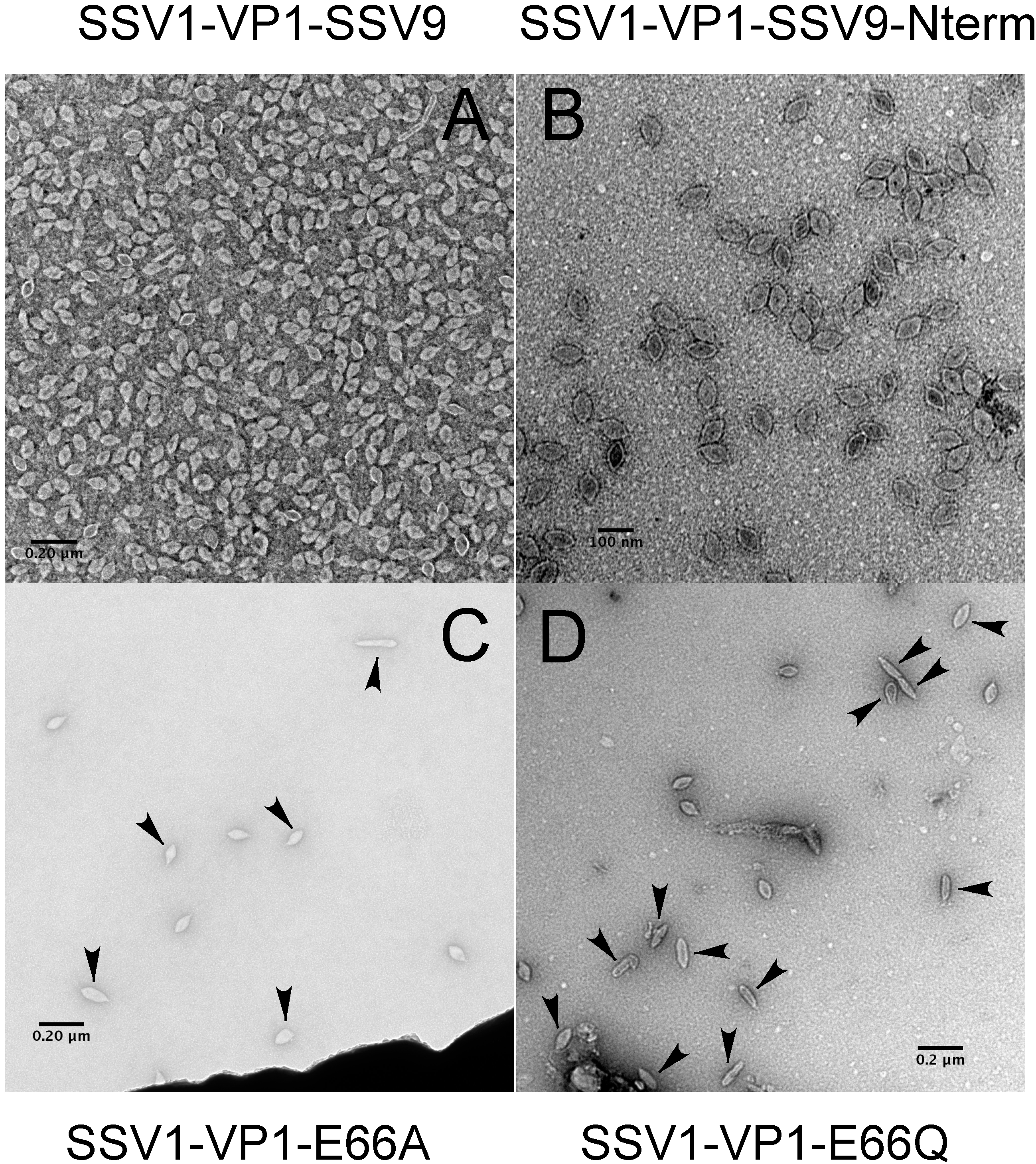Genes 08 00373 g003 Genes 08 00373 g003