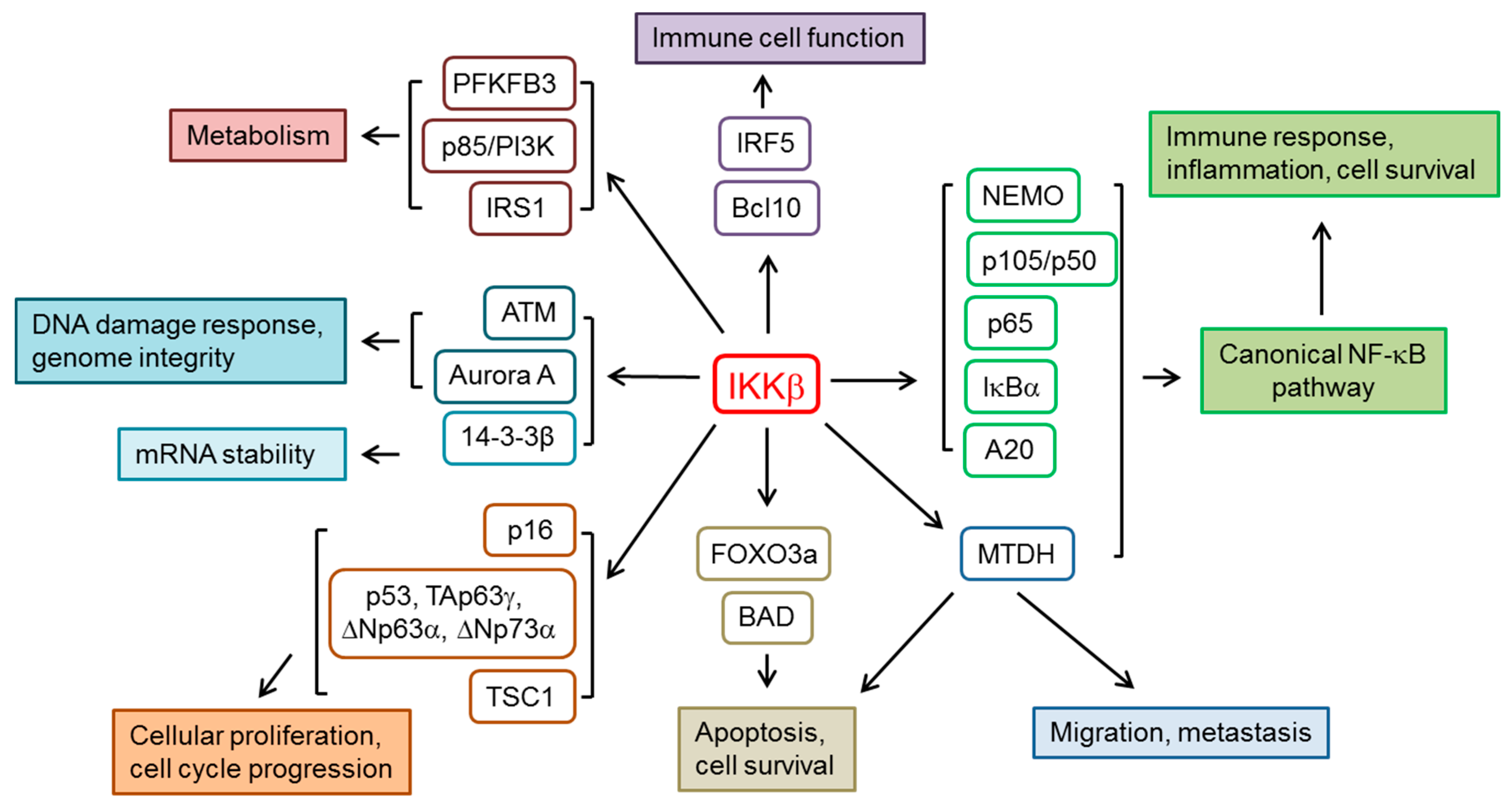Genes 08 00376 g001 Genes 08 00376 g001