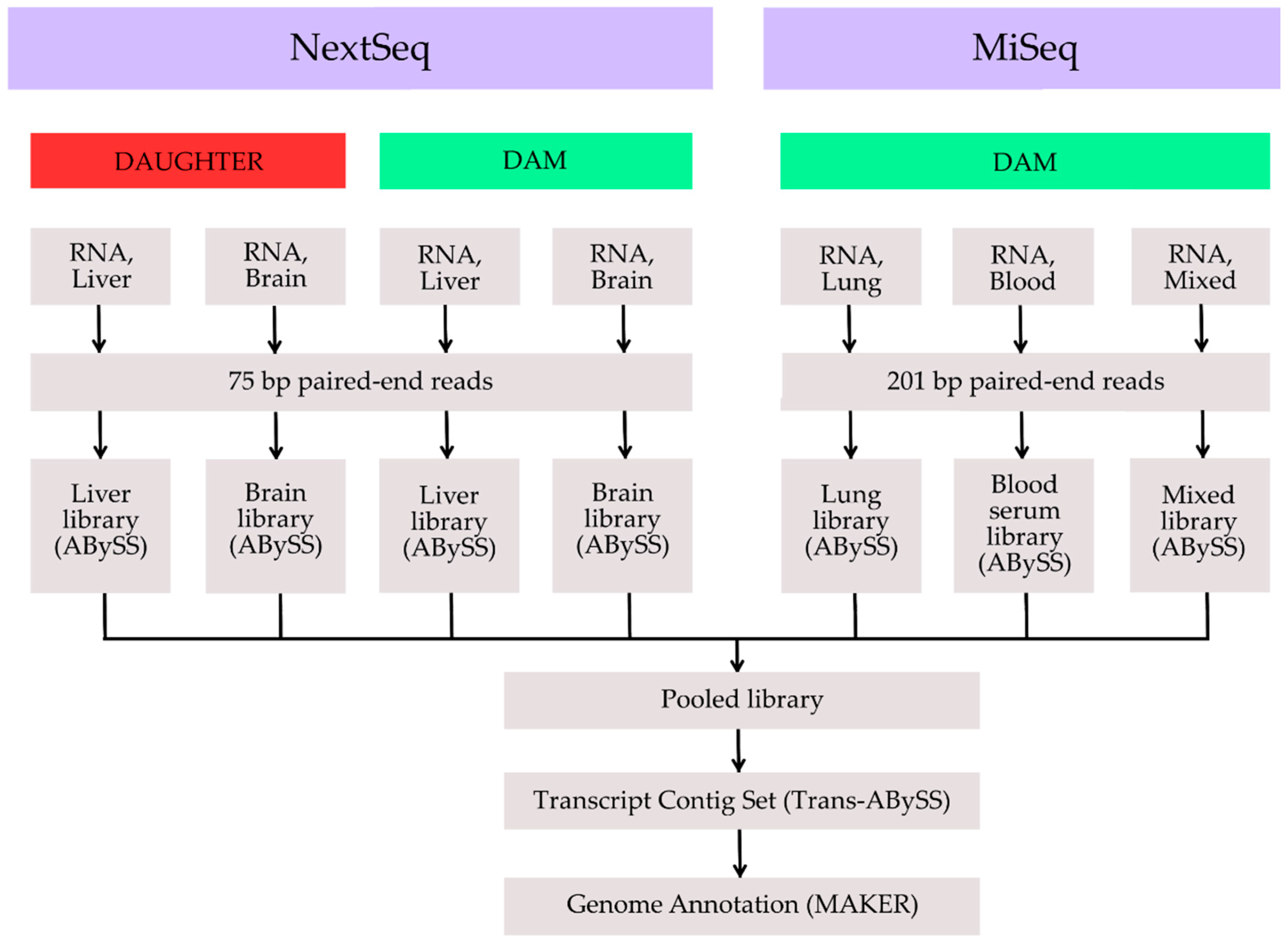 Genes 08 00378 g002 Genes 08 00378 g002
