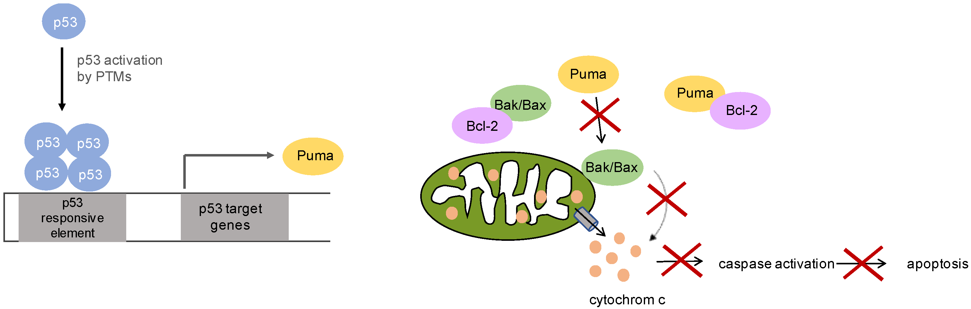 Genes 08 00384 g002 Genes 08 00384 g002