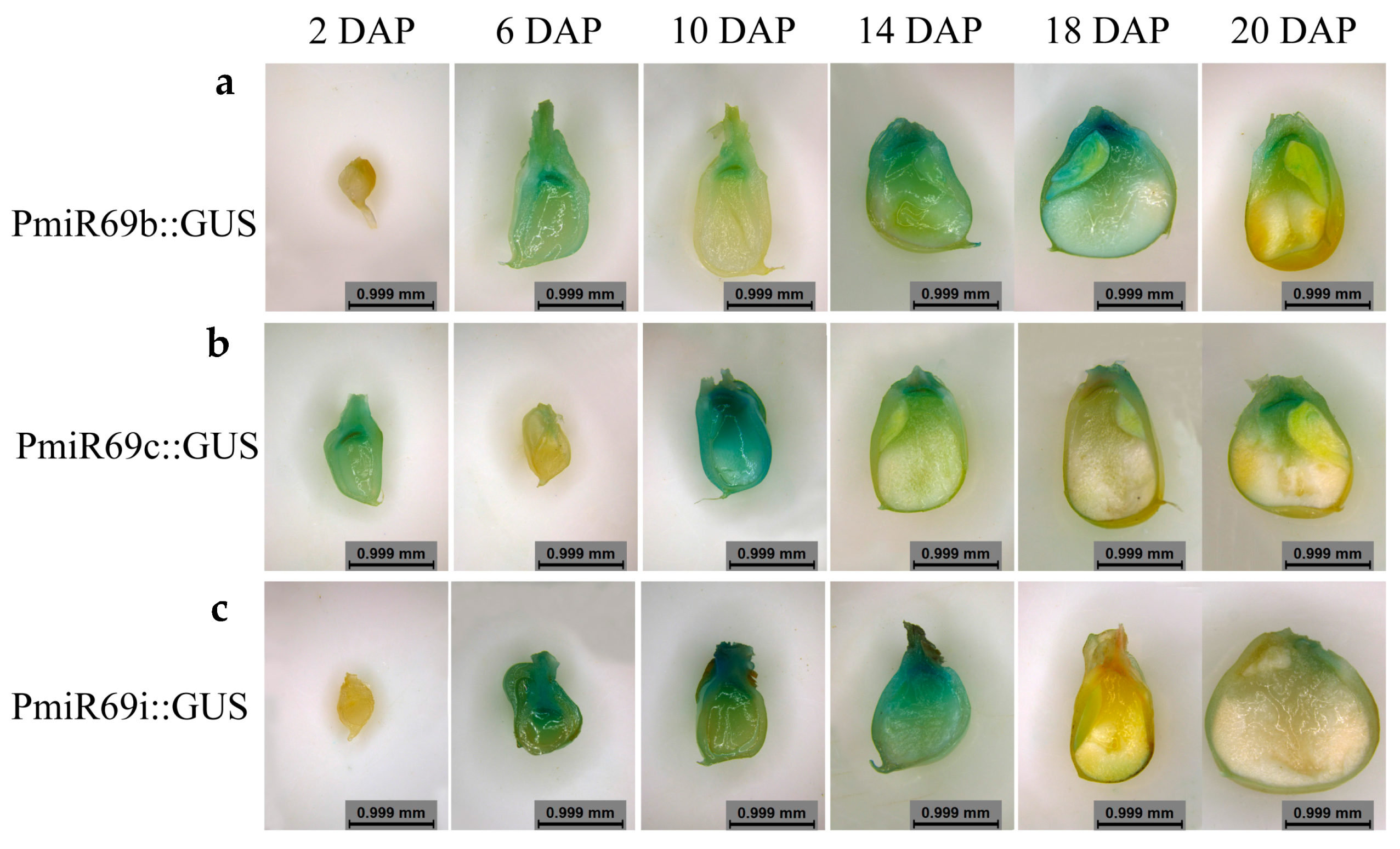 Genes 08 00385 g007 Genes 08 00385 g007