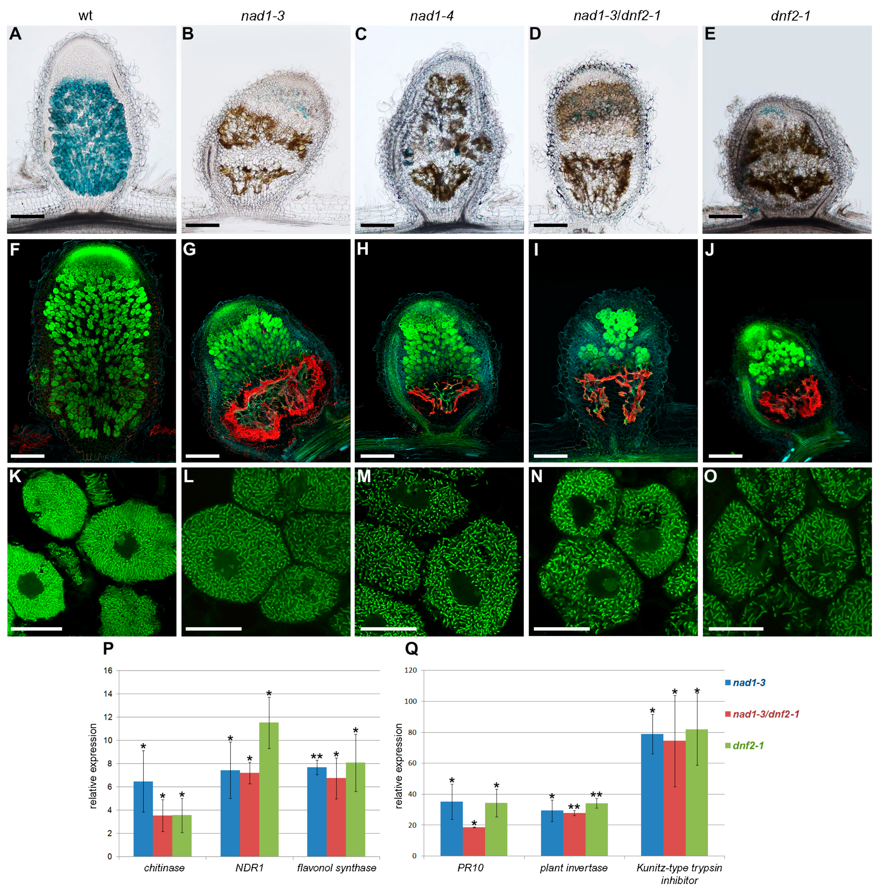 Genes 08 00387 g001