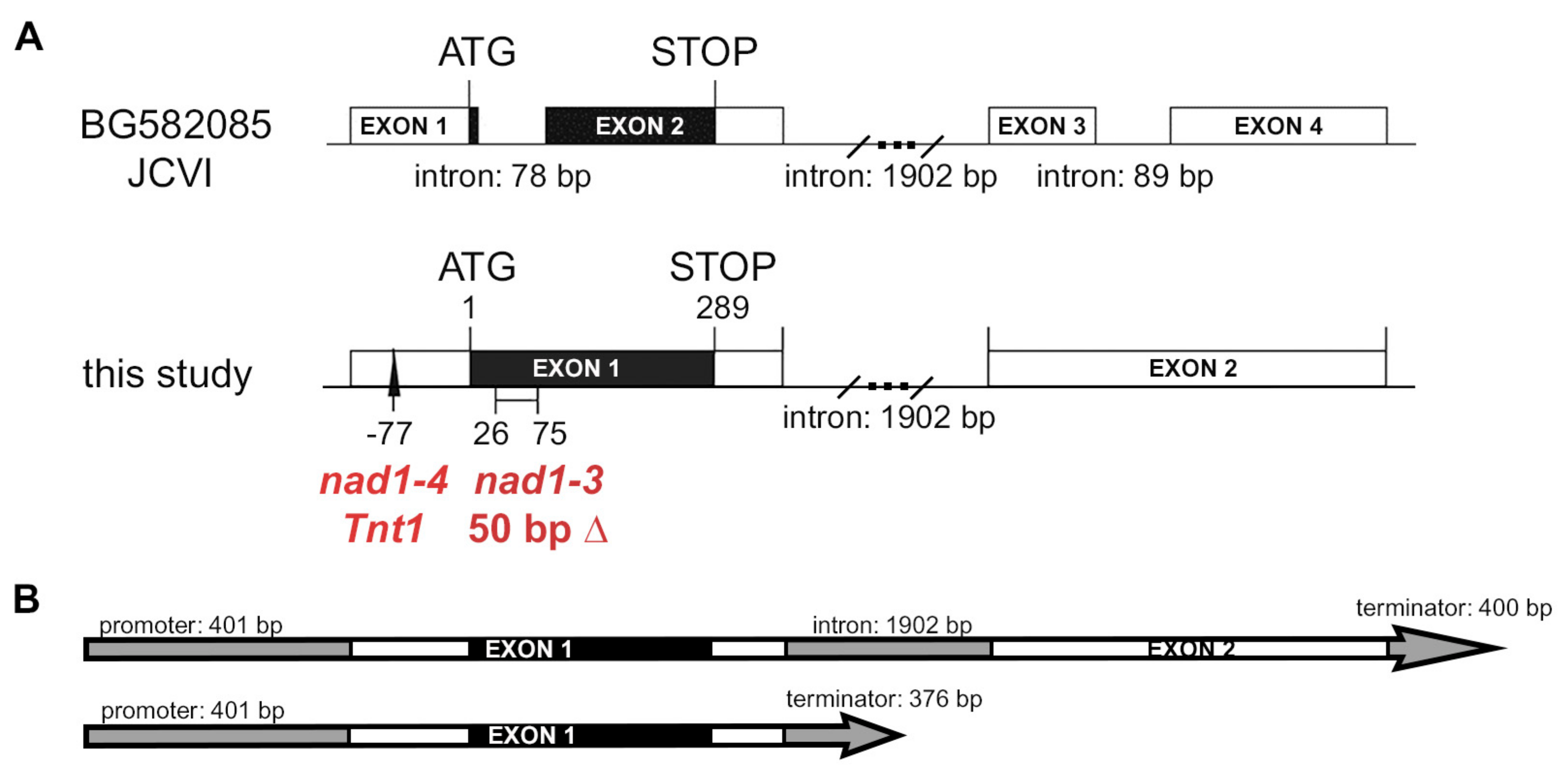 Genes 08 00387 g002