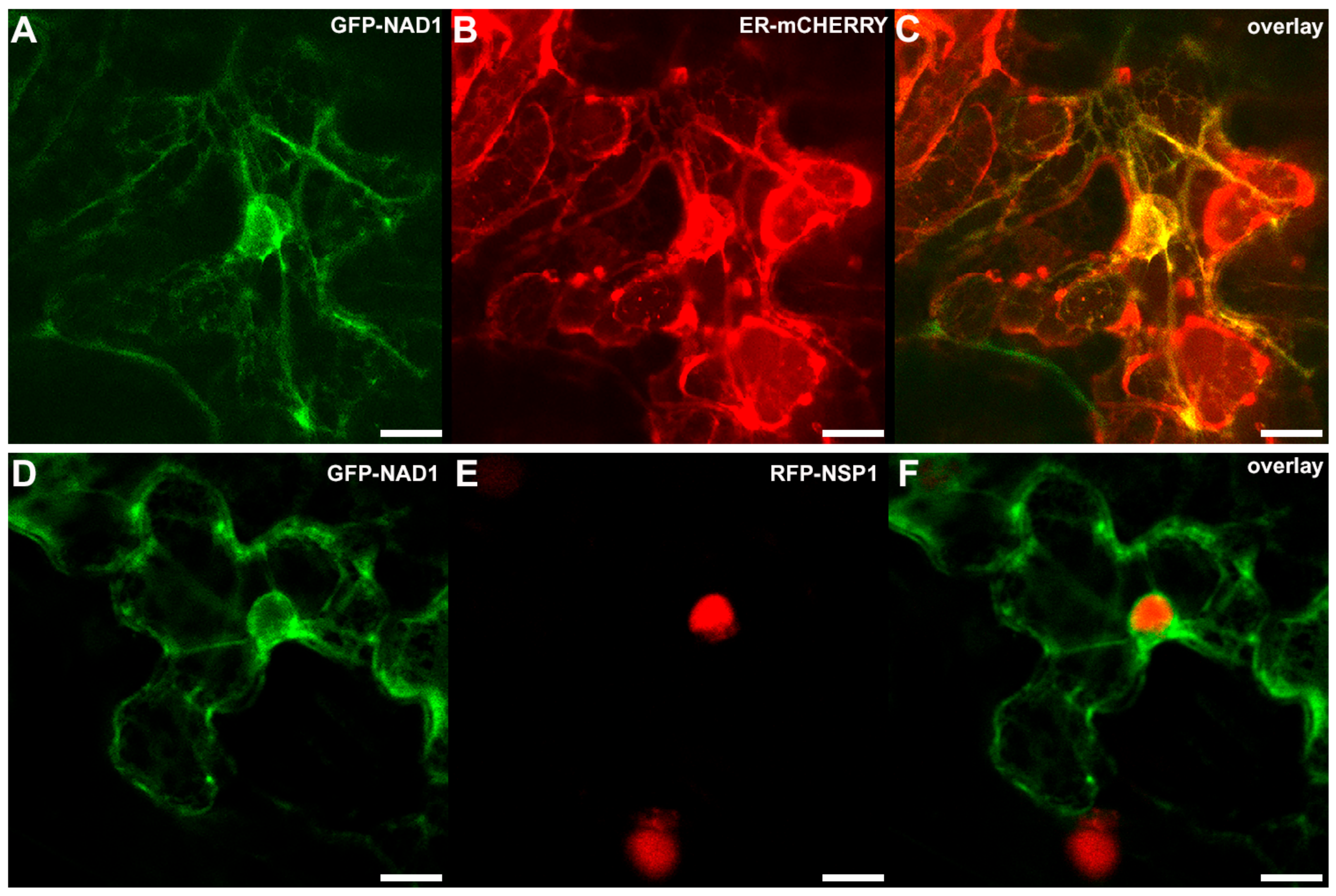 Genes 08 00387 g004