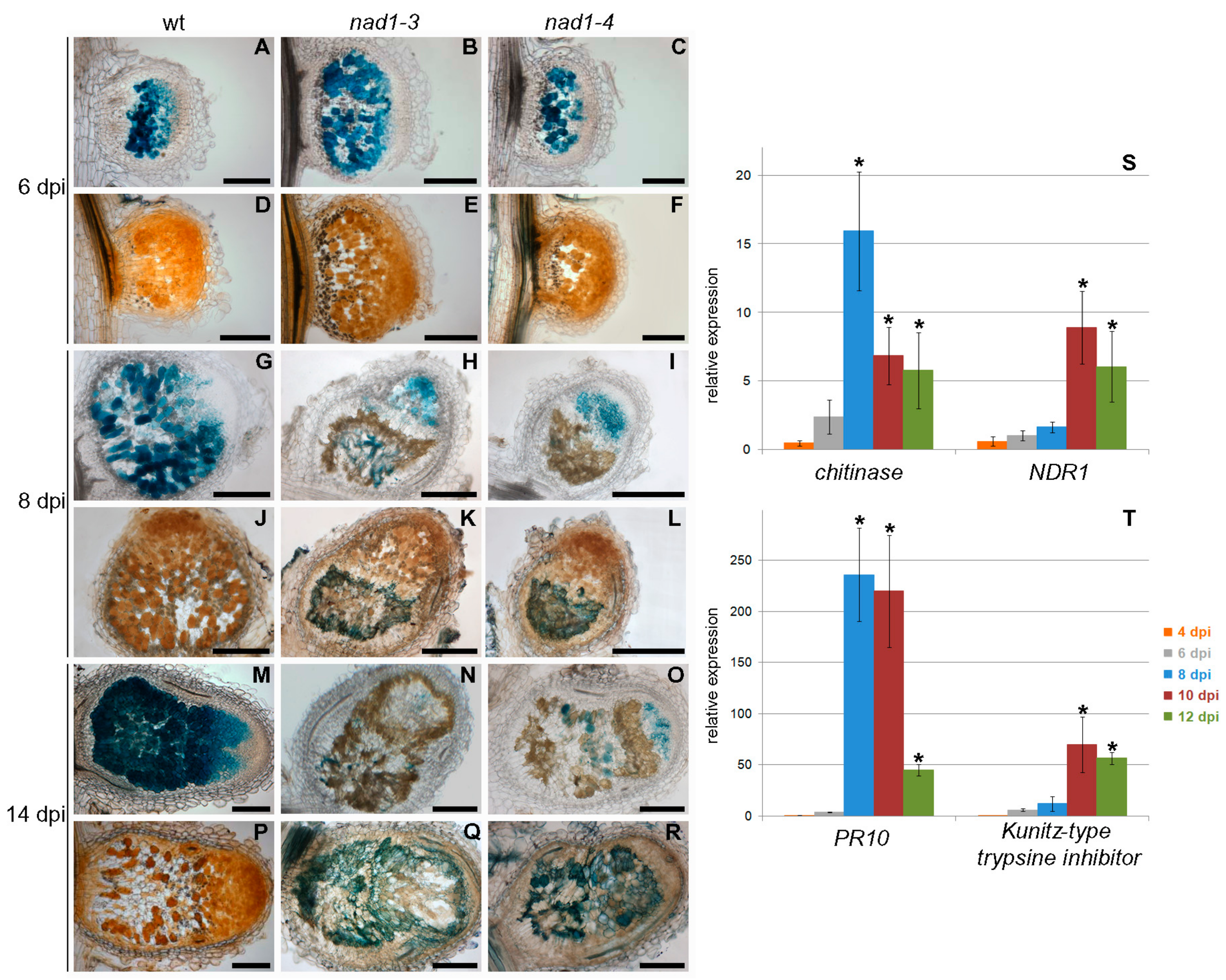 Genes 08 00387 g005