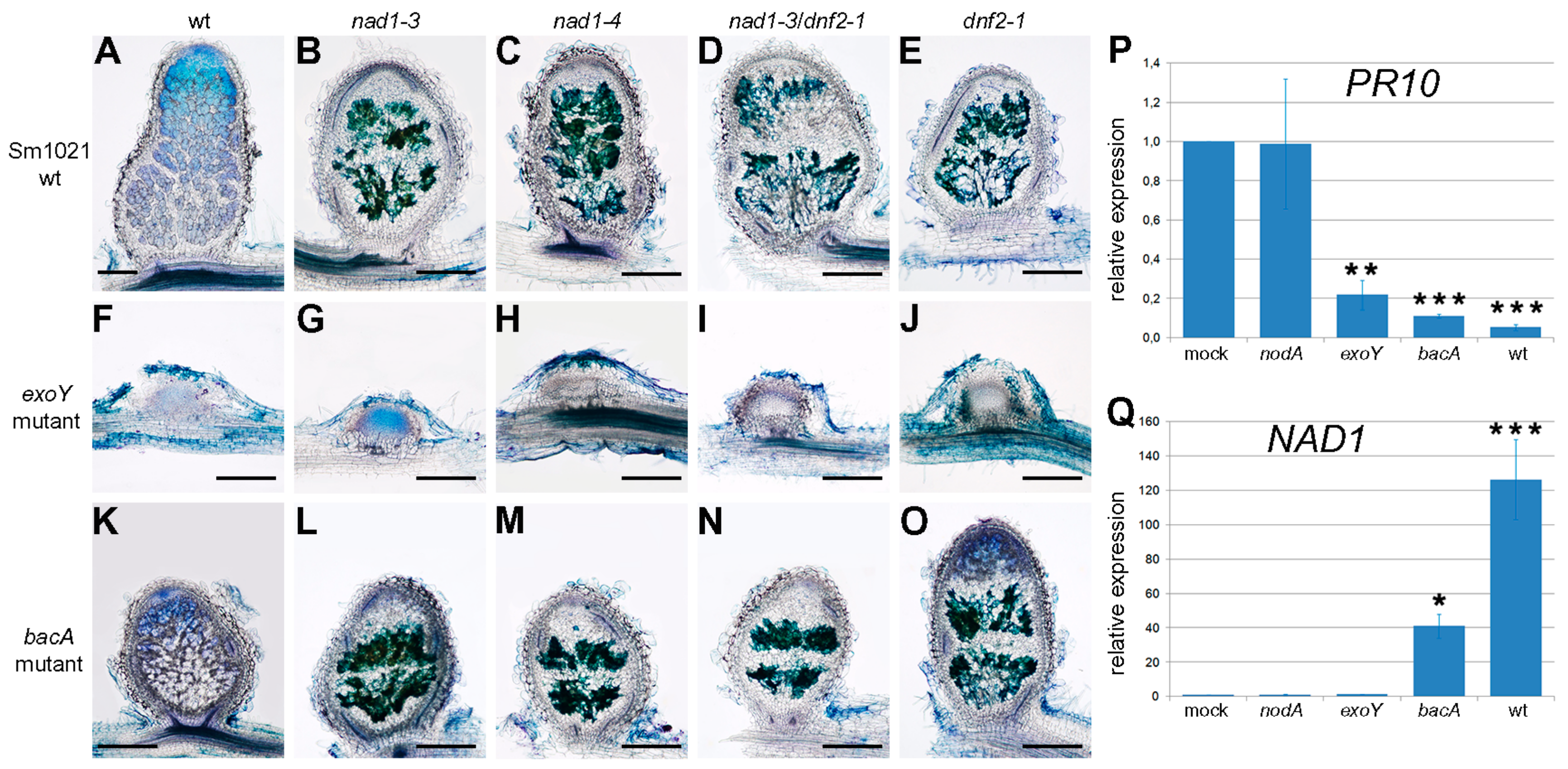 Genes 08 00387 g006