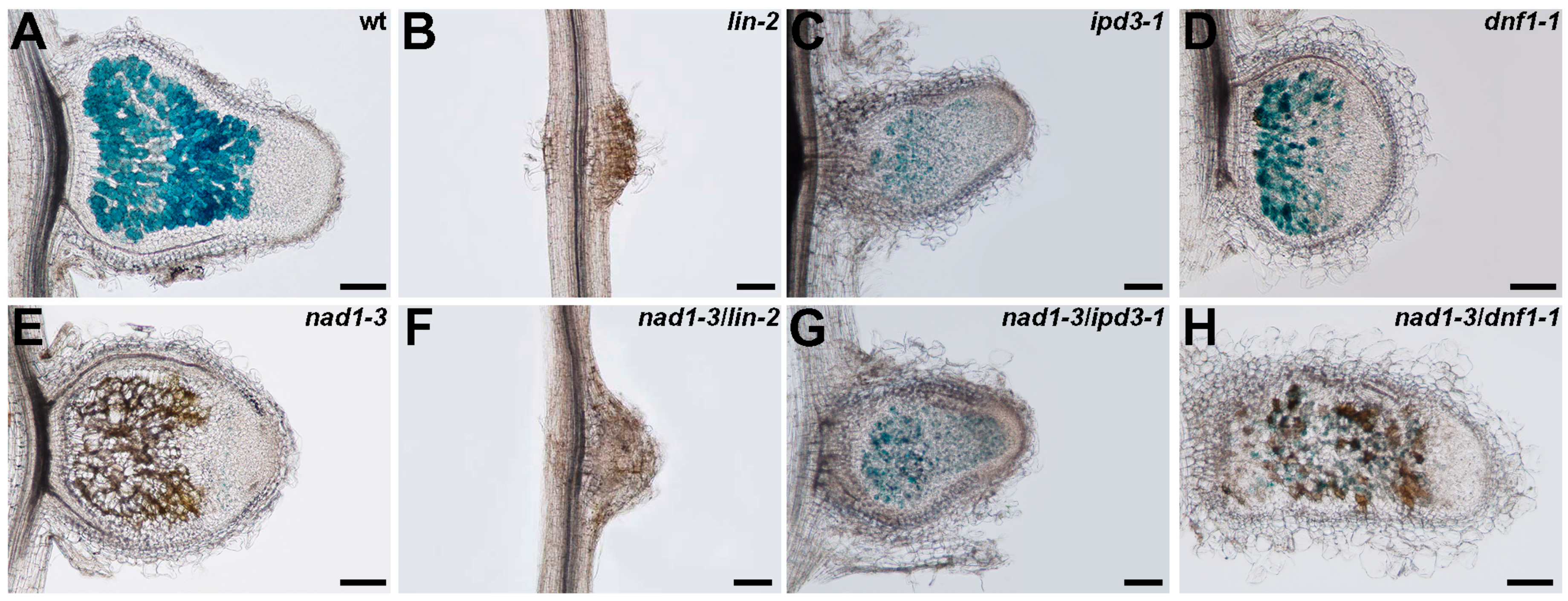 Genes 08 00387 g007
