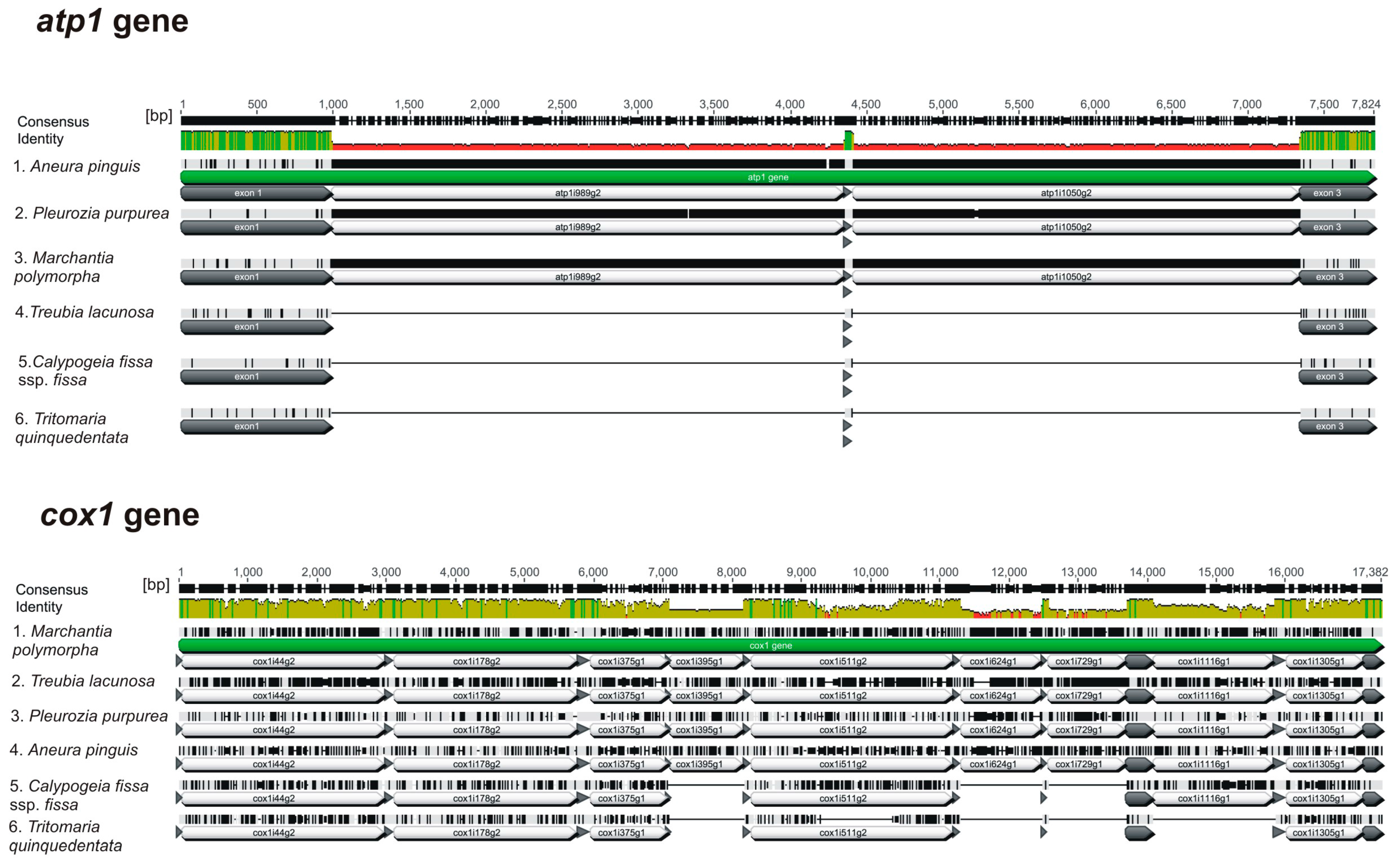 Genes 08 00395 g002