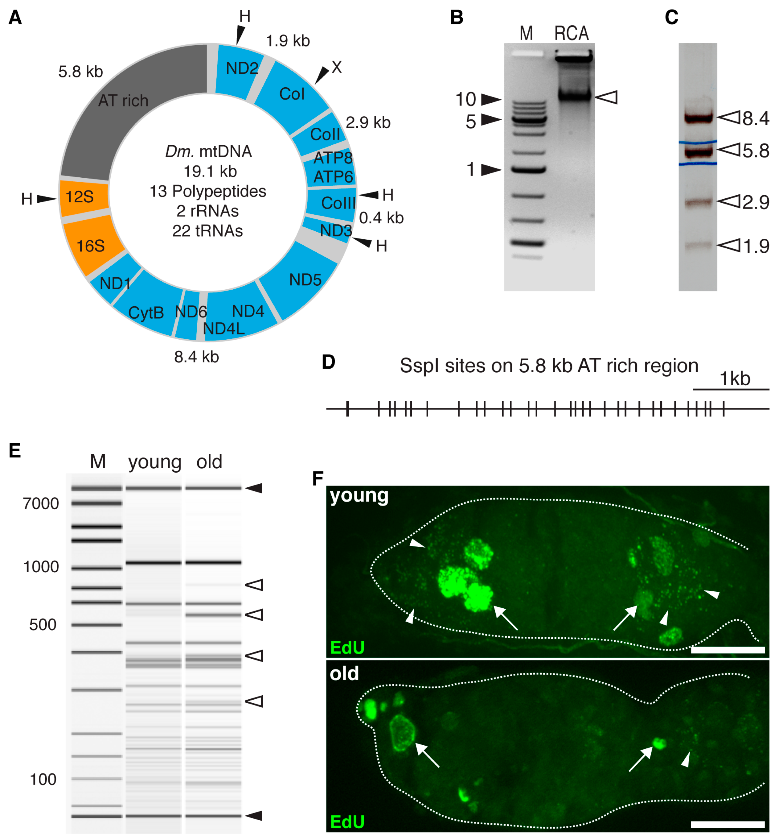 Genes 08 00397 g001 Genes 08 00397 g001