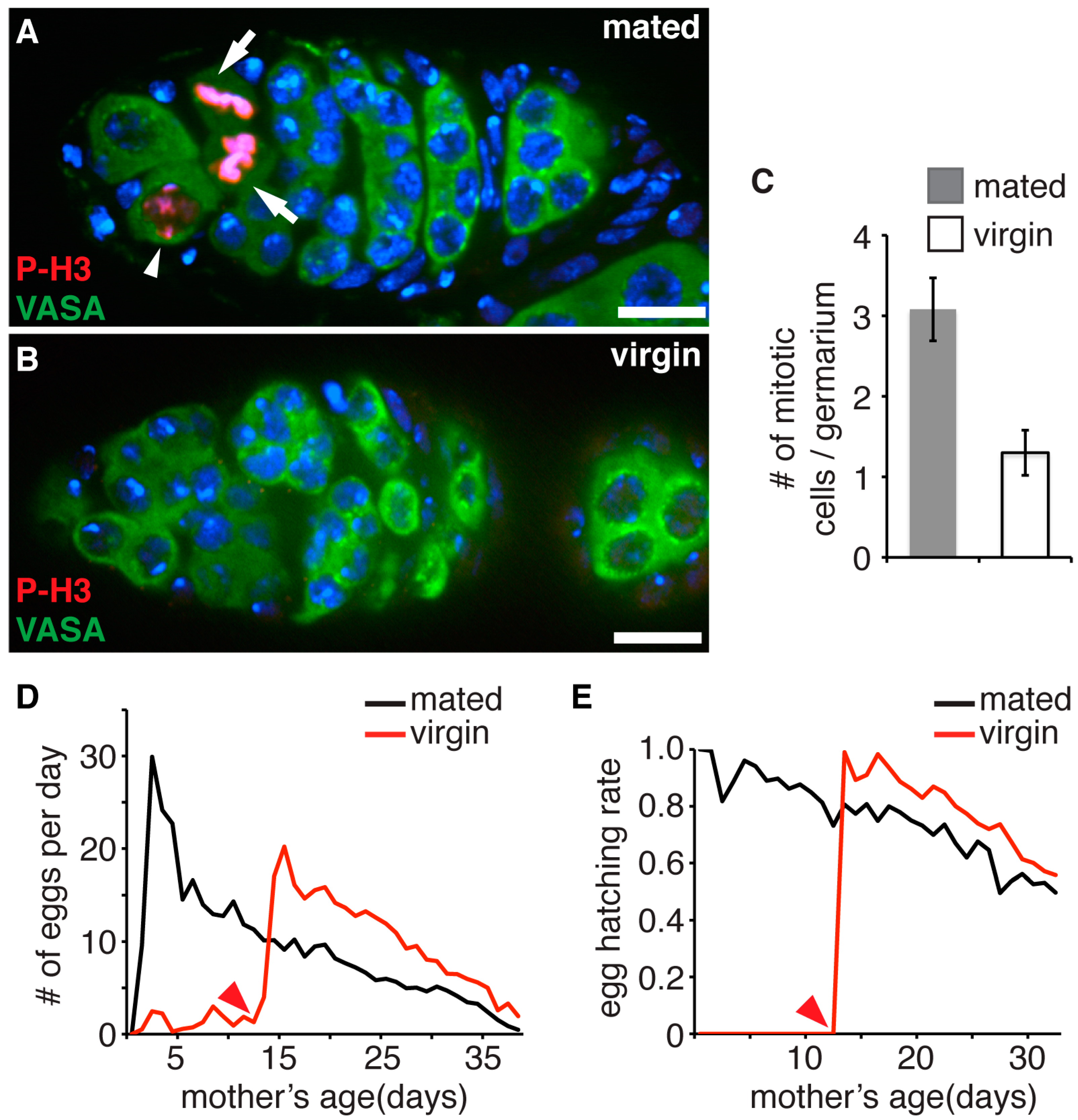 Genes 08 00397 g002 Genes 08 00397 g002