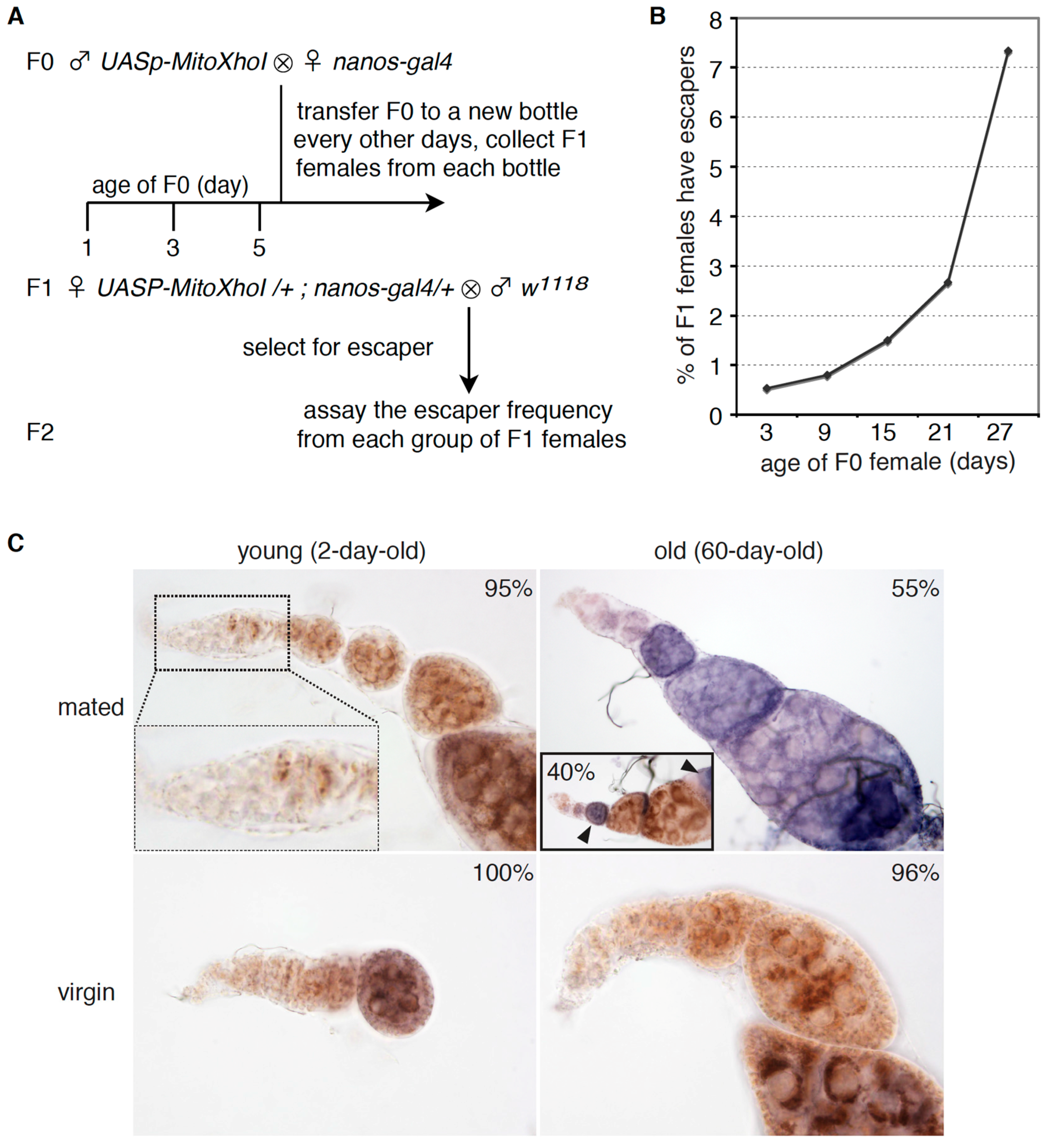 Genes 08 00397 g004 Genes 08 00397 g004