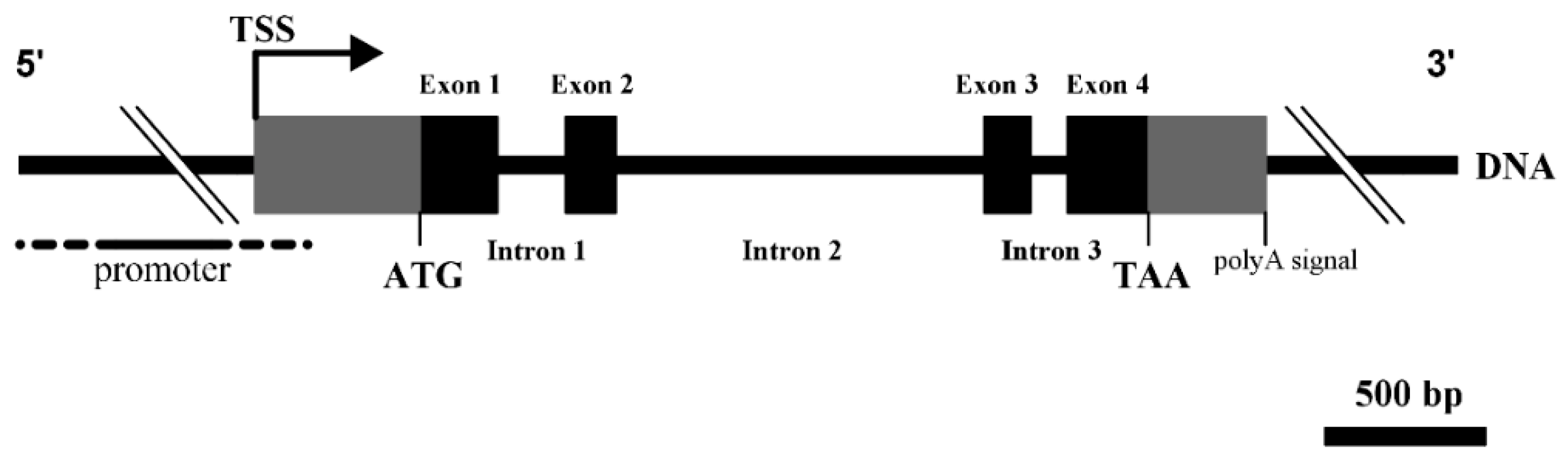 Genes 08 00400 g003