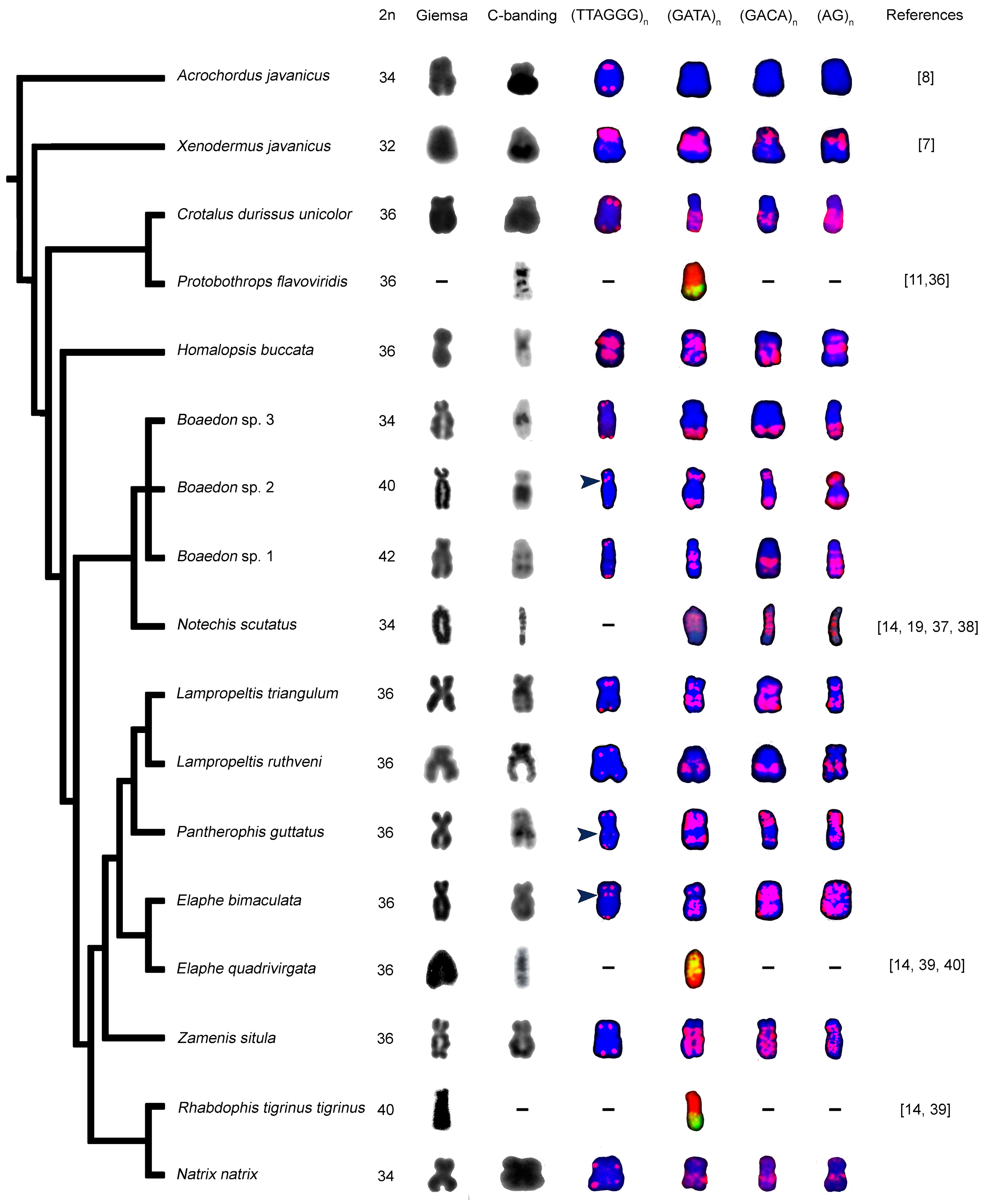 Genes 09 00005 g001 Genes 09 00005 g001