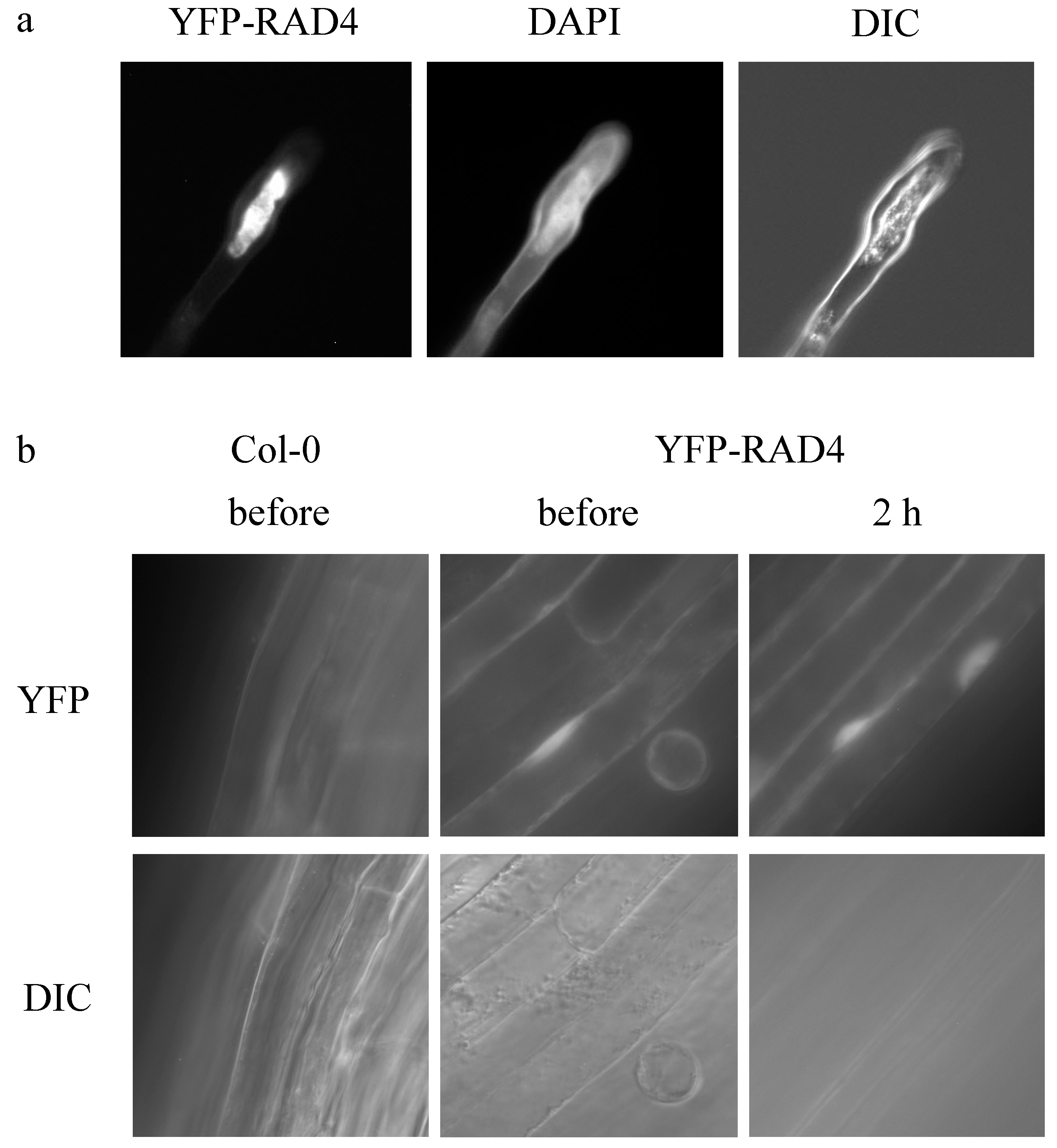 Genes 09 00008 g002 Genes 09 00008 g002