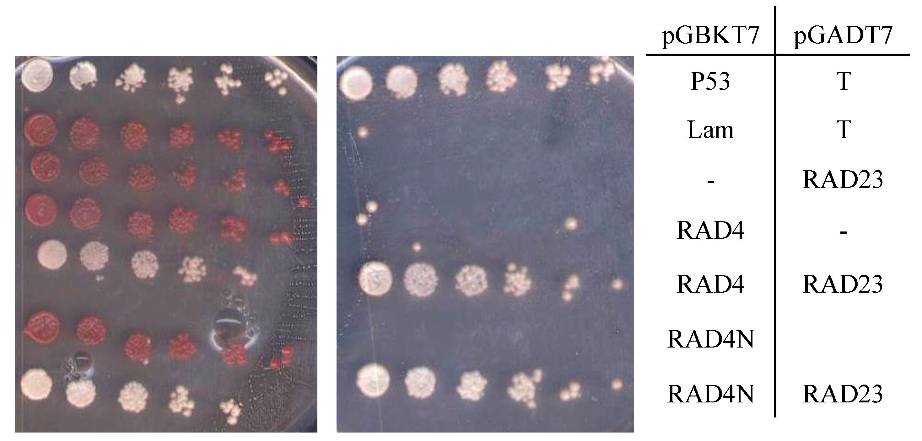Genes 09 00008 g003 Genes 09 00008 g003