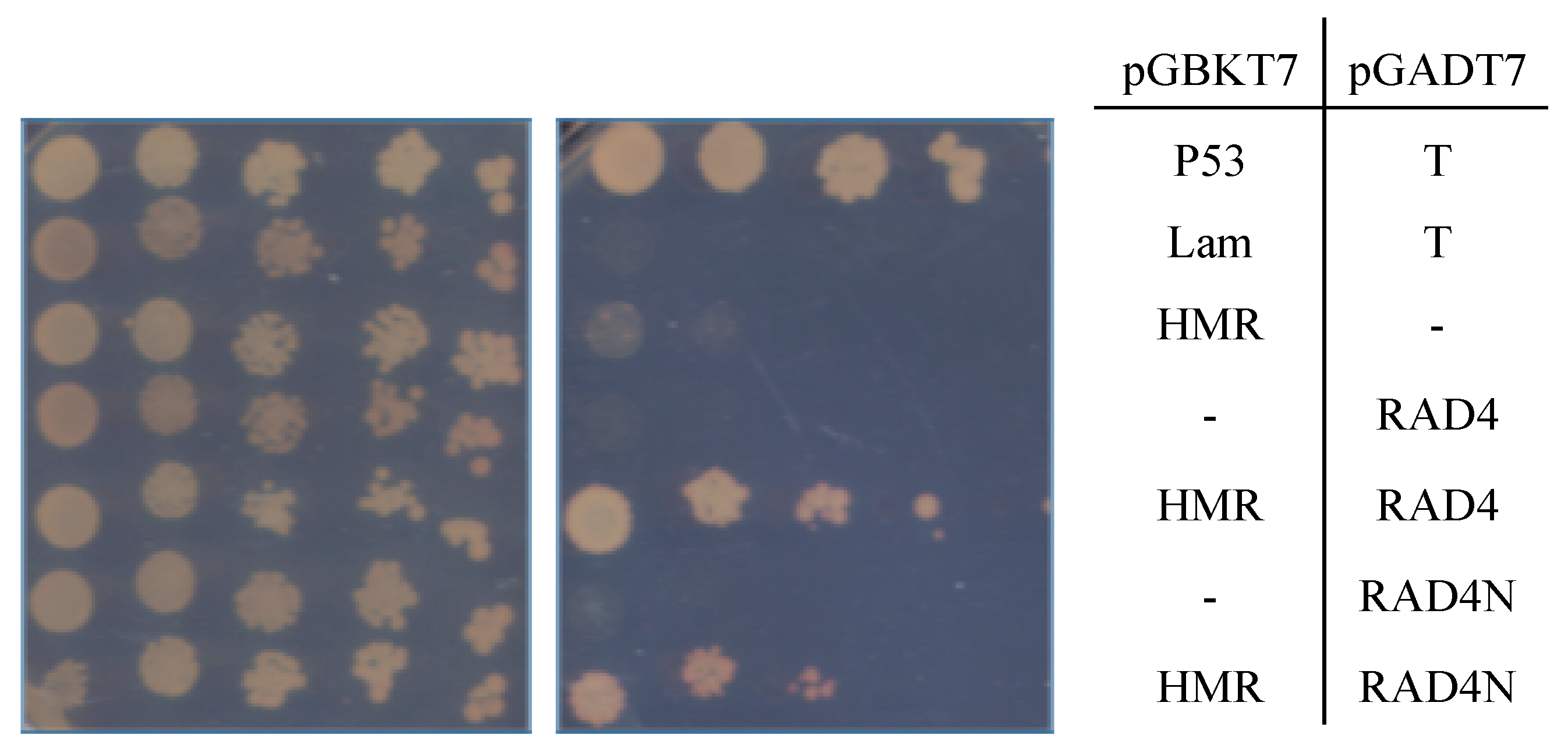 Genes 09 00008 g004 Genes 09 00008 g004