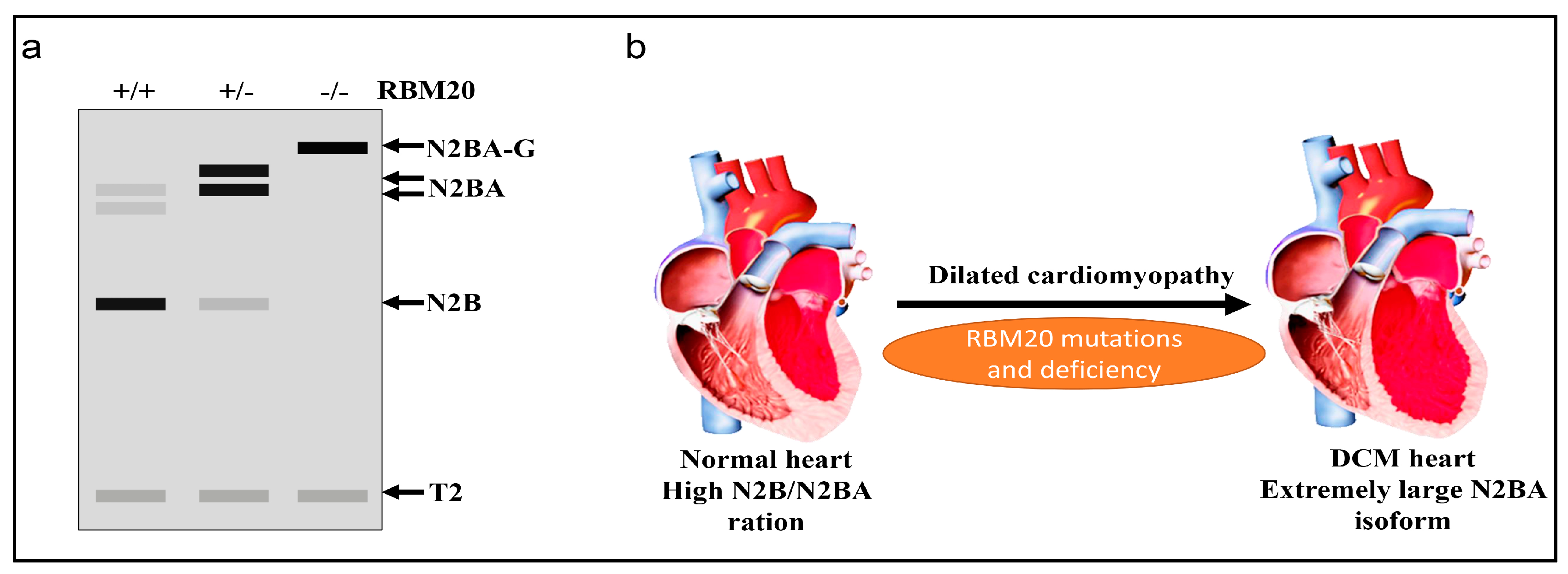 Genes 09 00018 g002 Genes 09 00018 g002