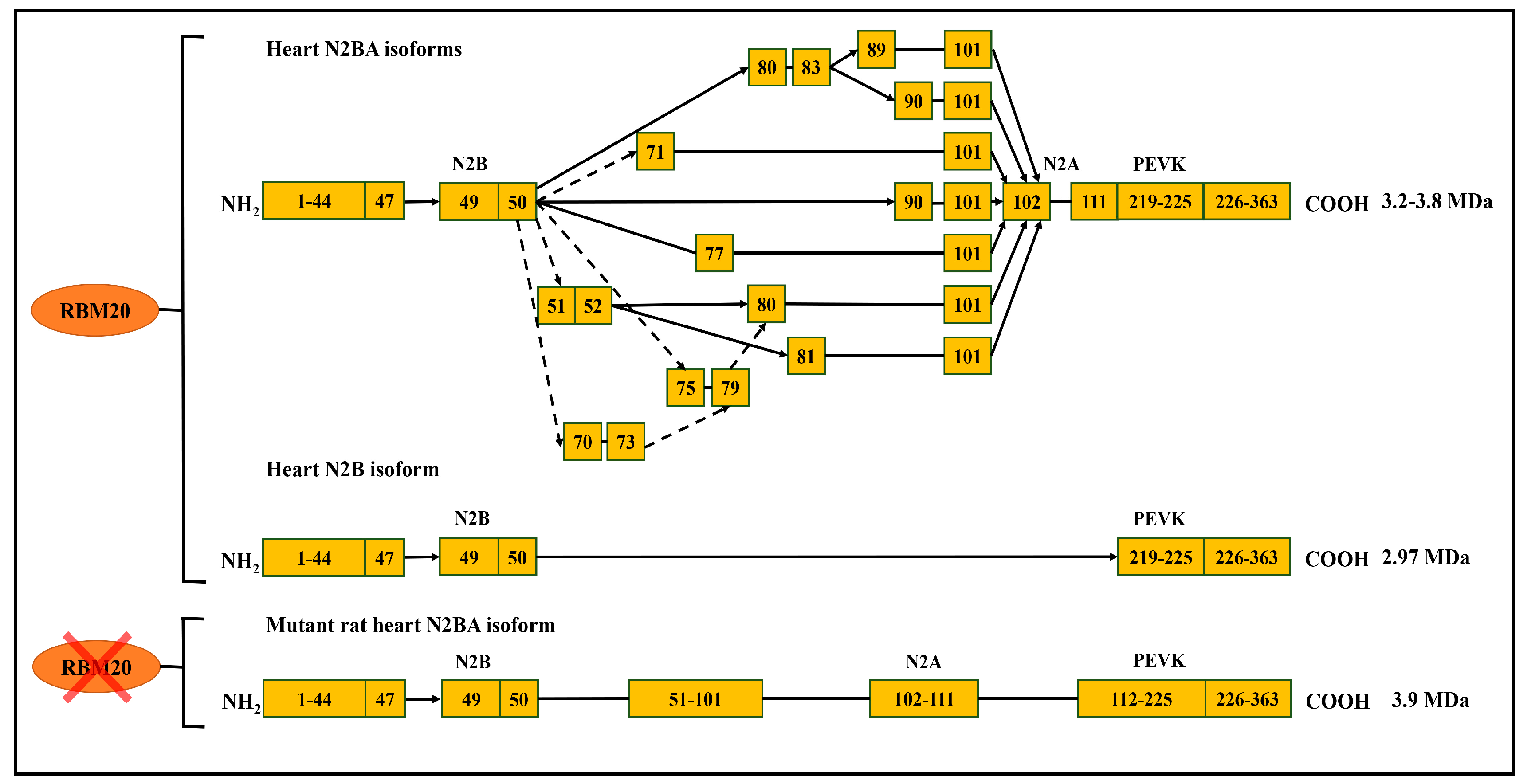 Genes 09 00018 g003 Genes 09 00018 g003