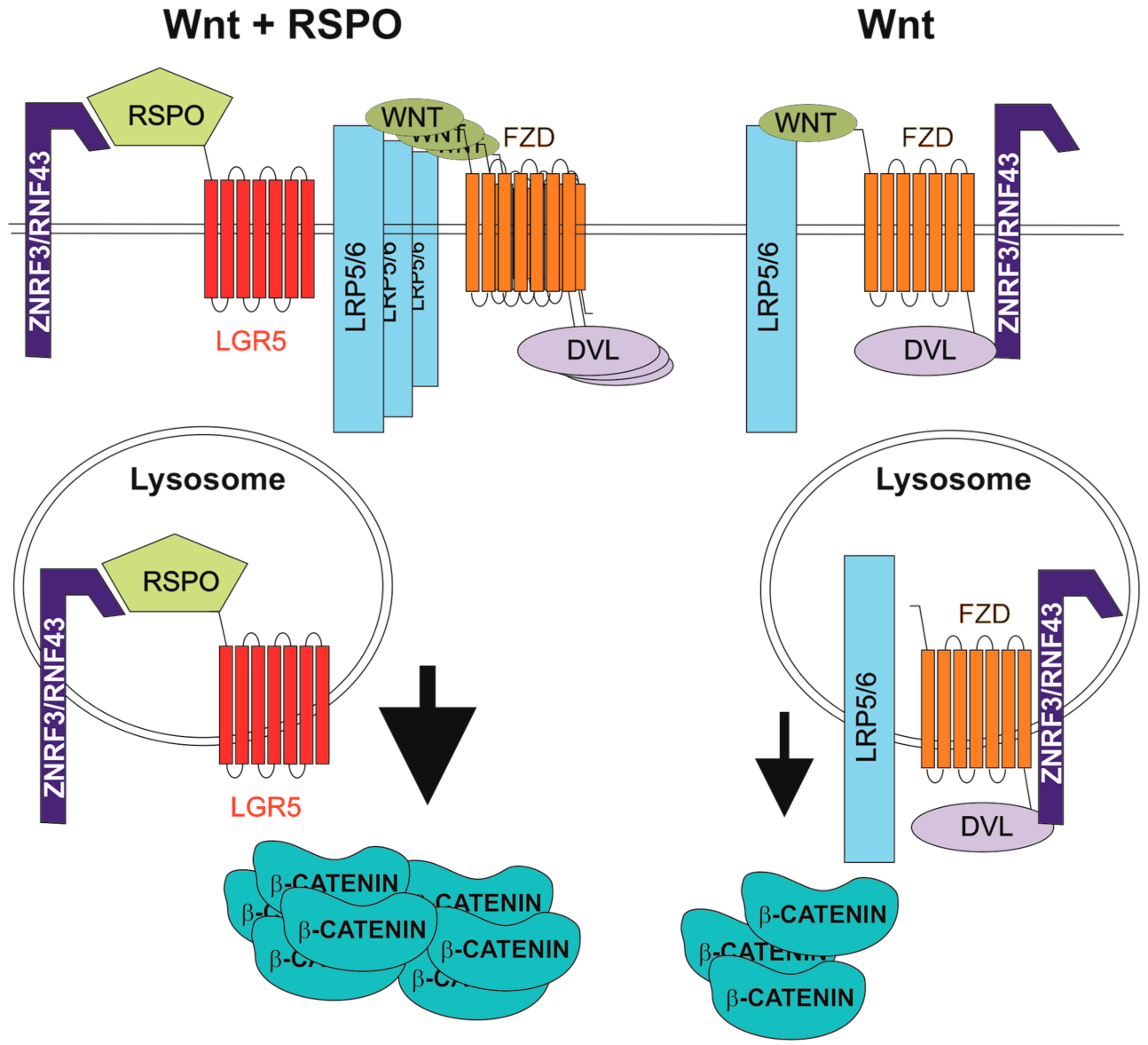 Genes 09 00020 g001 Genes 09 00020 g001