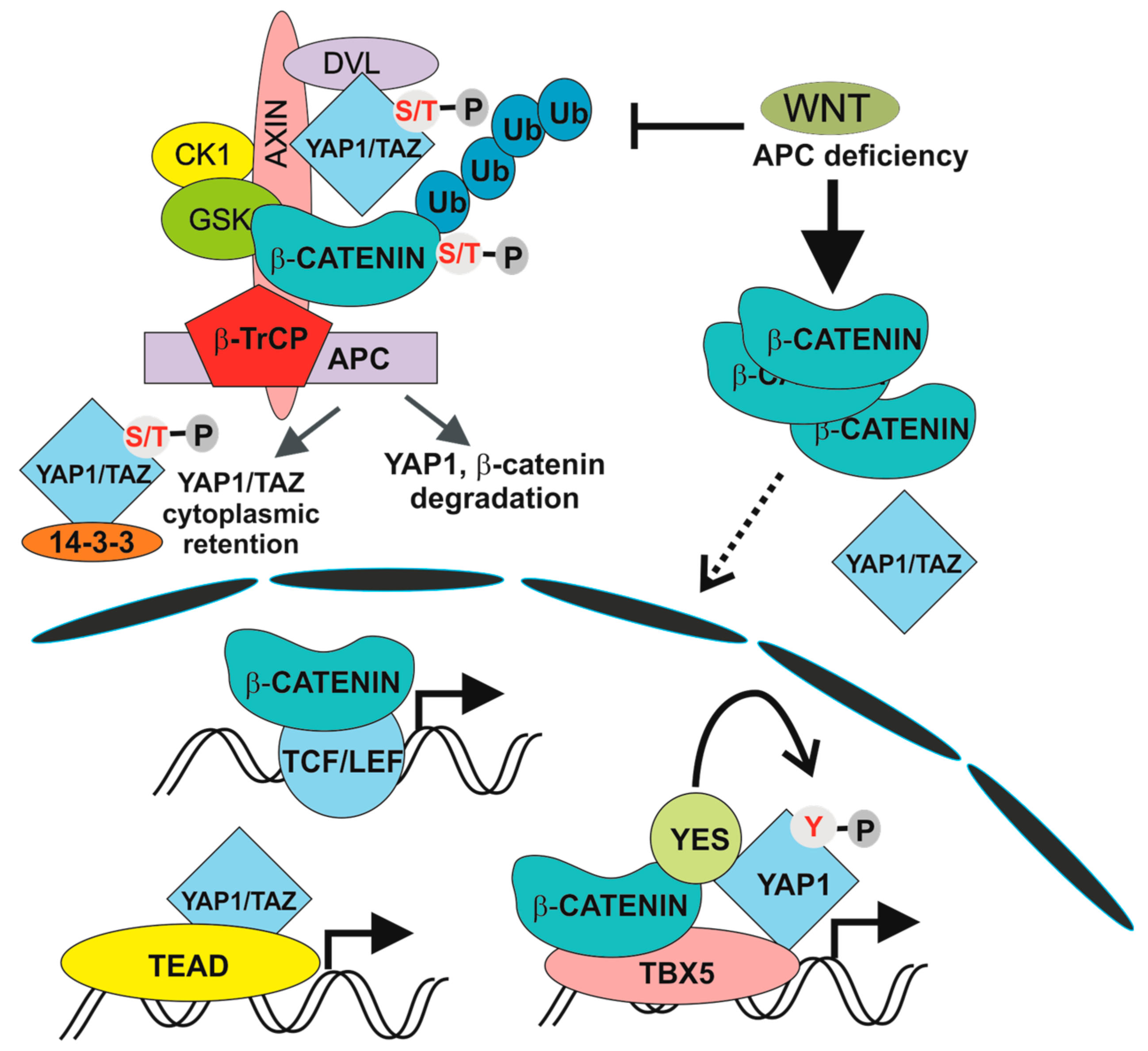 Genes 09 00020 g002 Genes 09 00020 g002