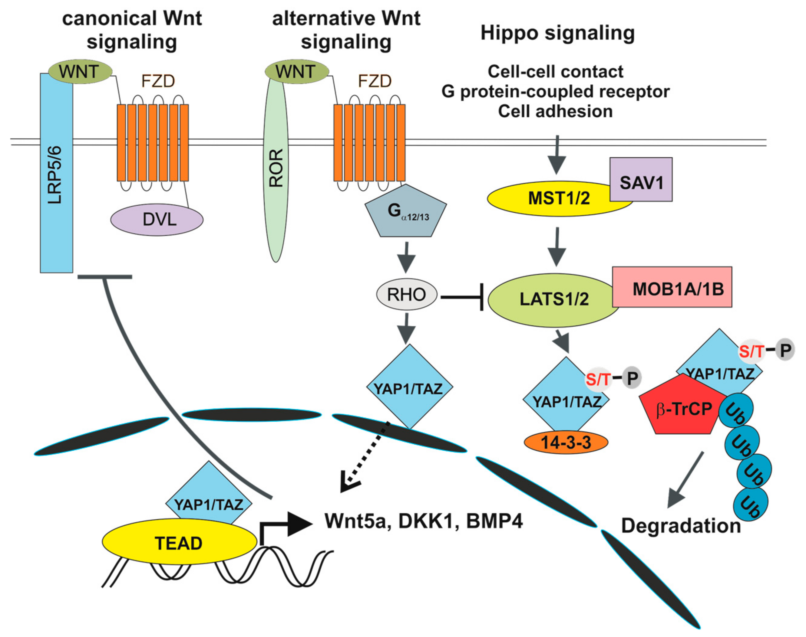 Genes 09 00020 g003 Genes 09 00020 g003