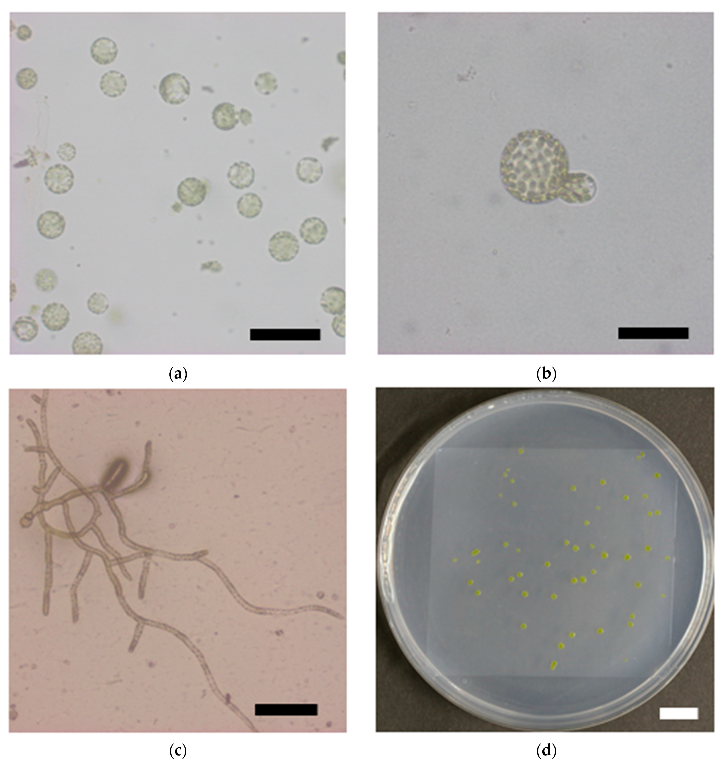 Genes 09 00076 g003a