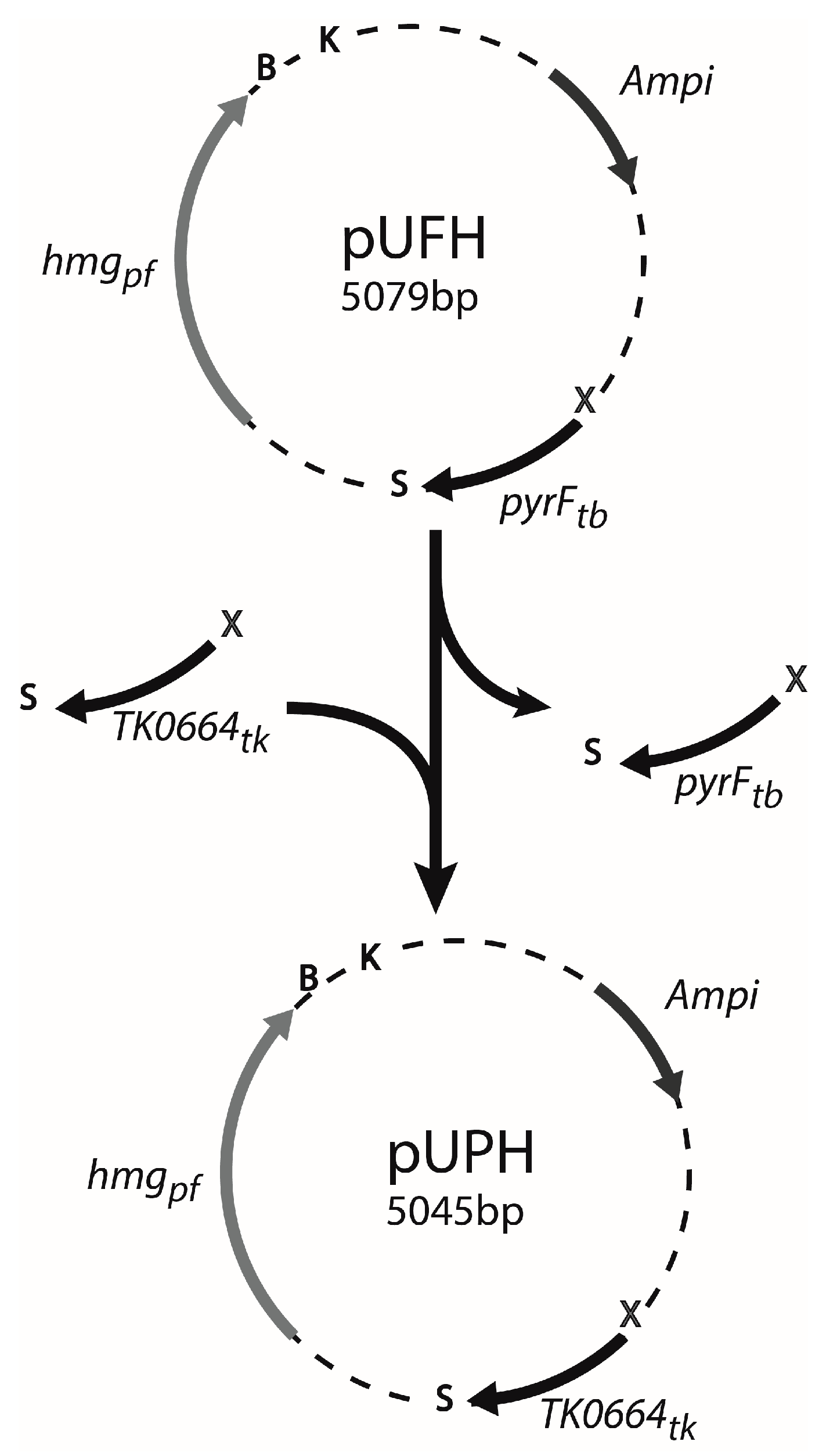 Genes 09 00077 g001