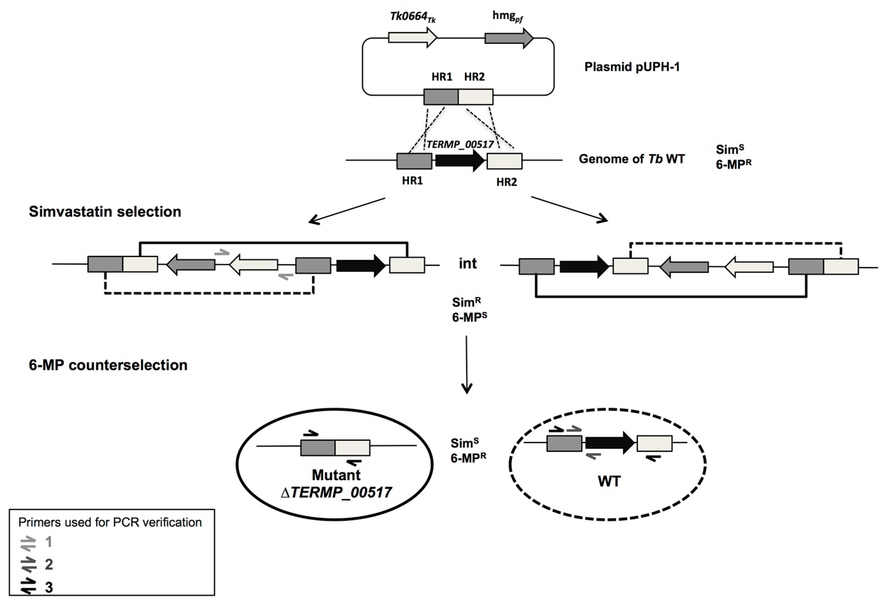 Genes 09 00077 g002