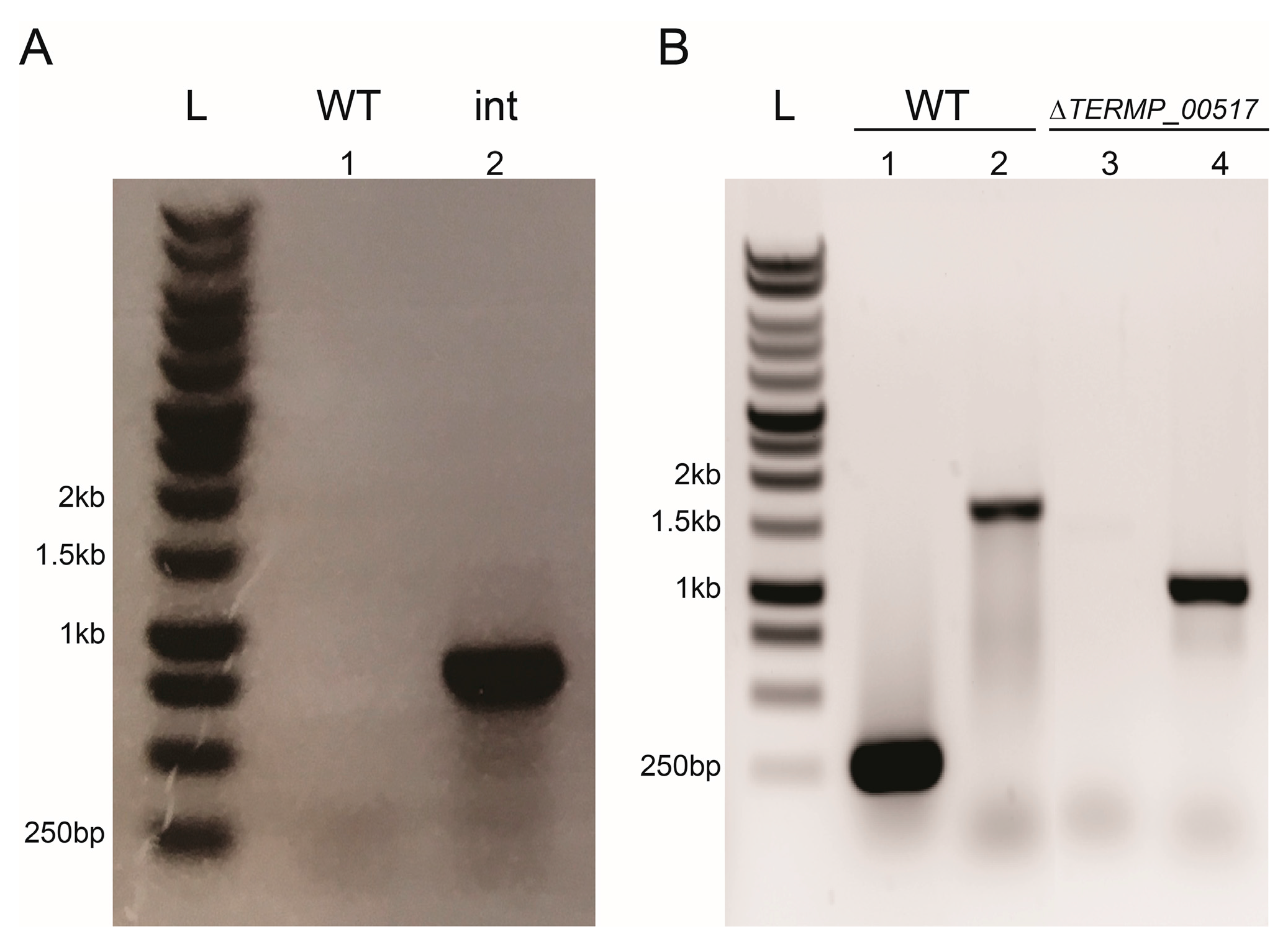 Genes 09 00077 g004