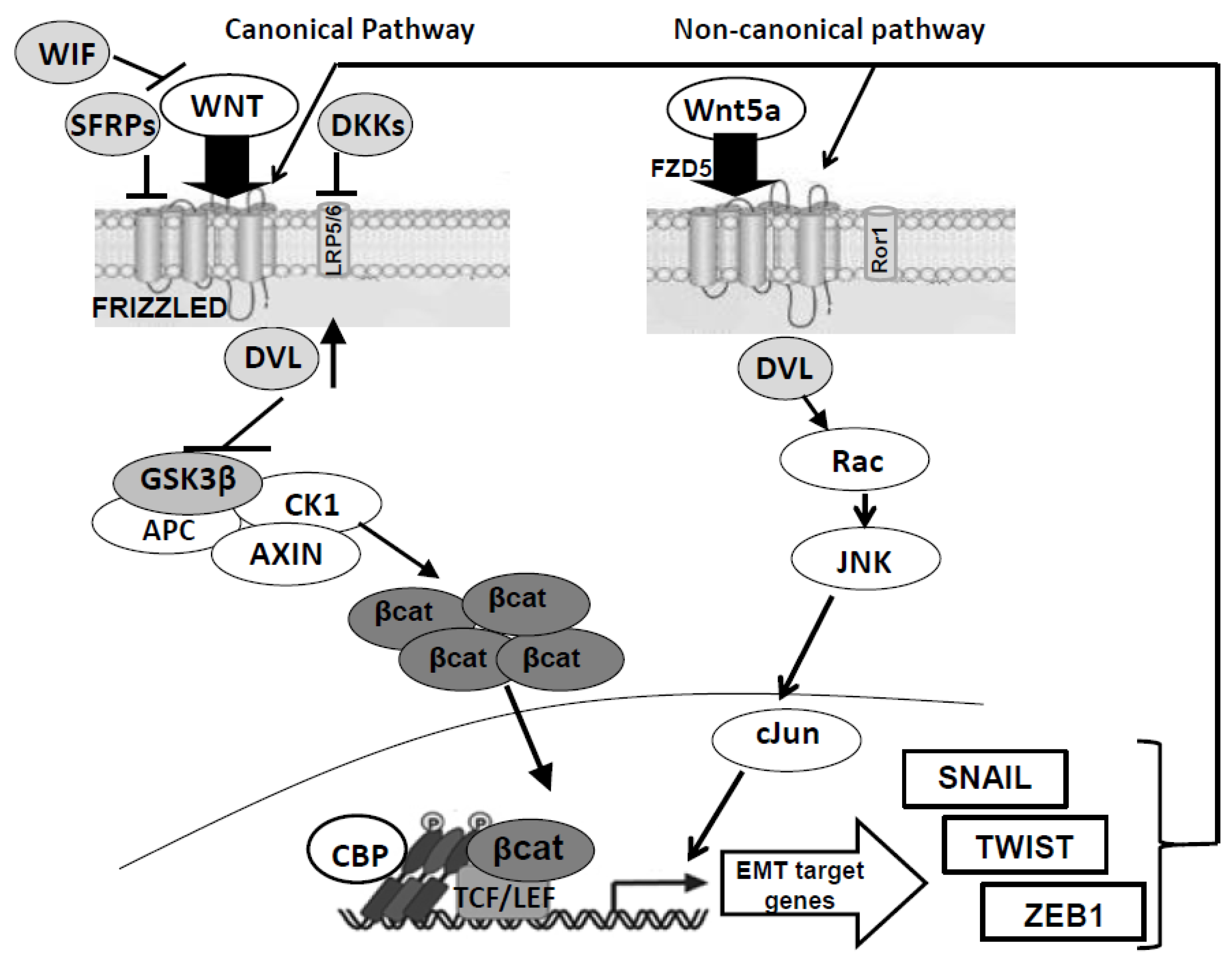 Genes 09 00105 g001
