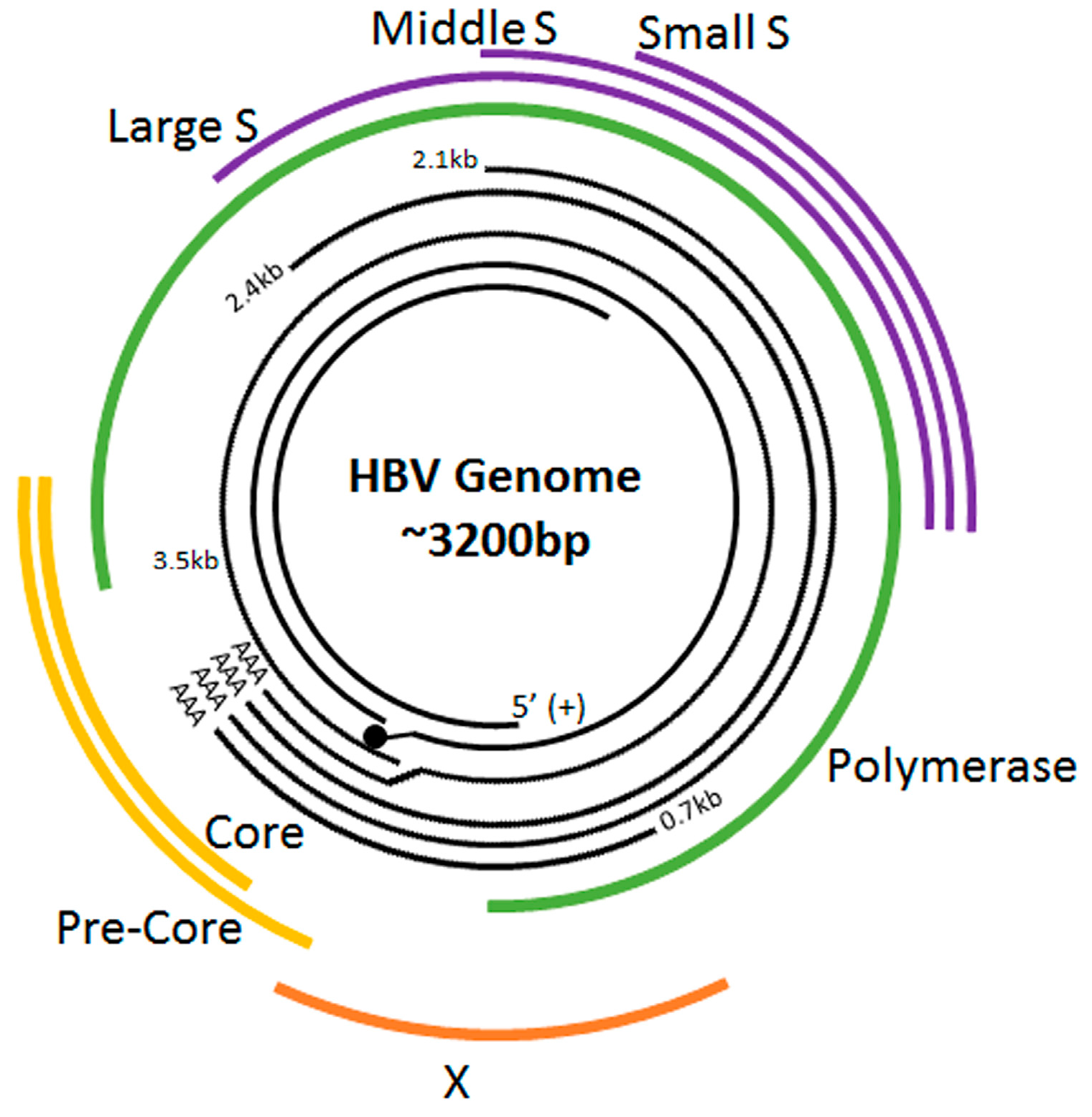 Genes 09 00137 g001 Genes 09 00137 g001