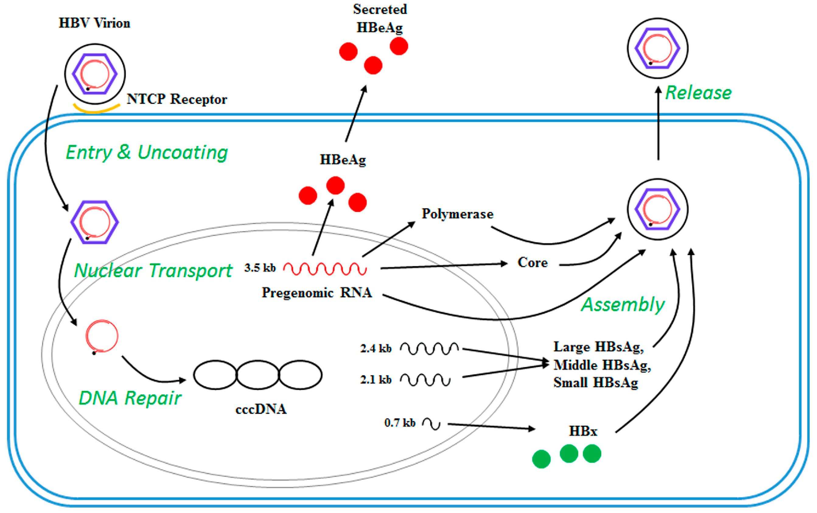 Genes 09 00137 g002 Genes 09 00137 g002
