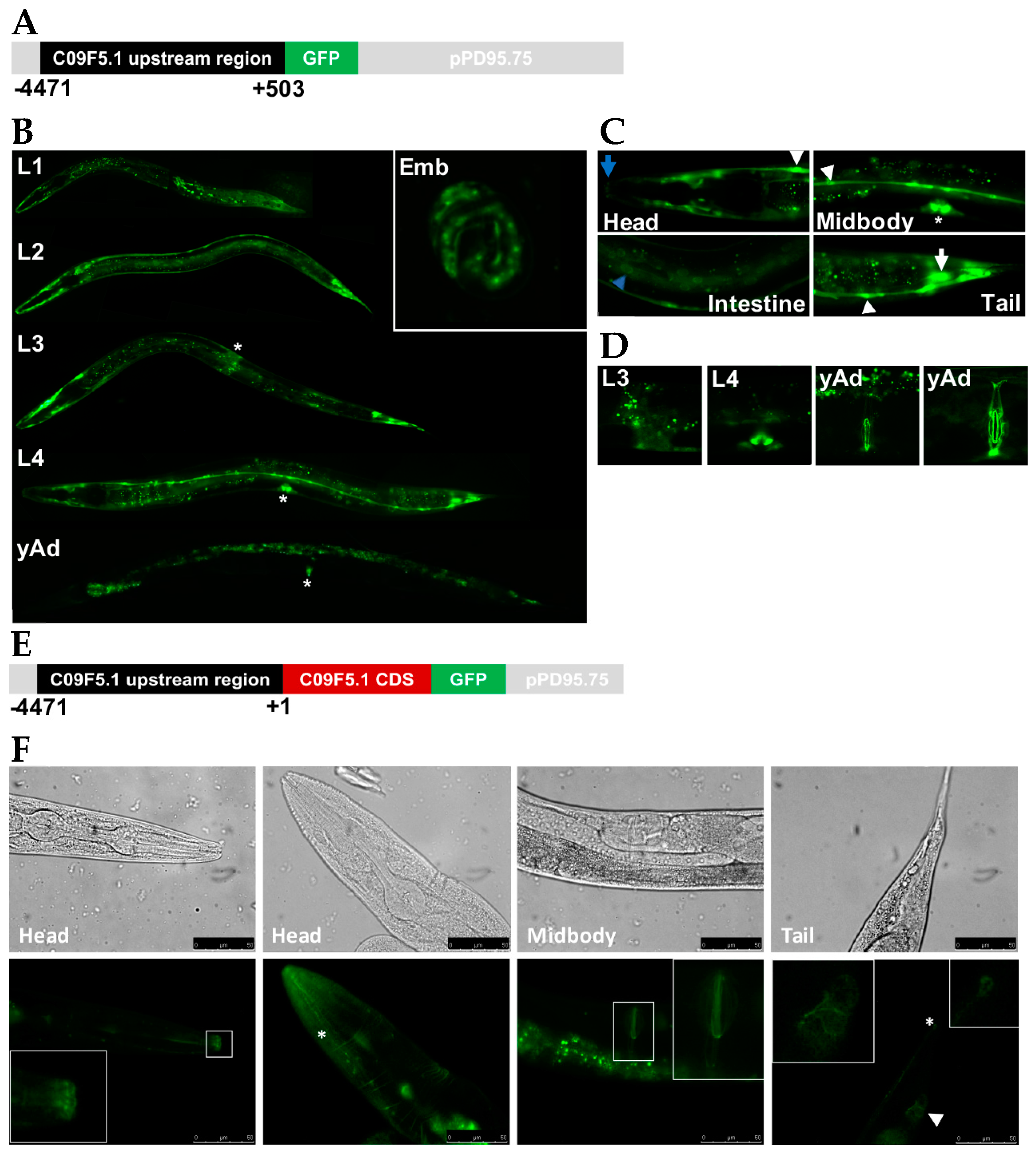 Genes 09 00160 g002