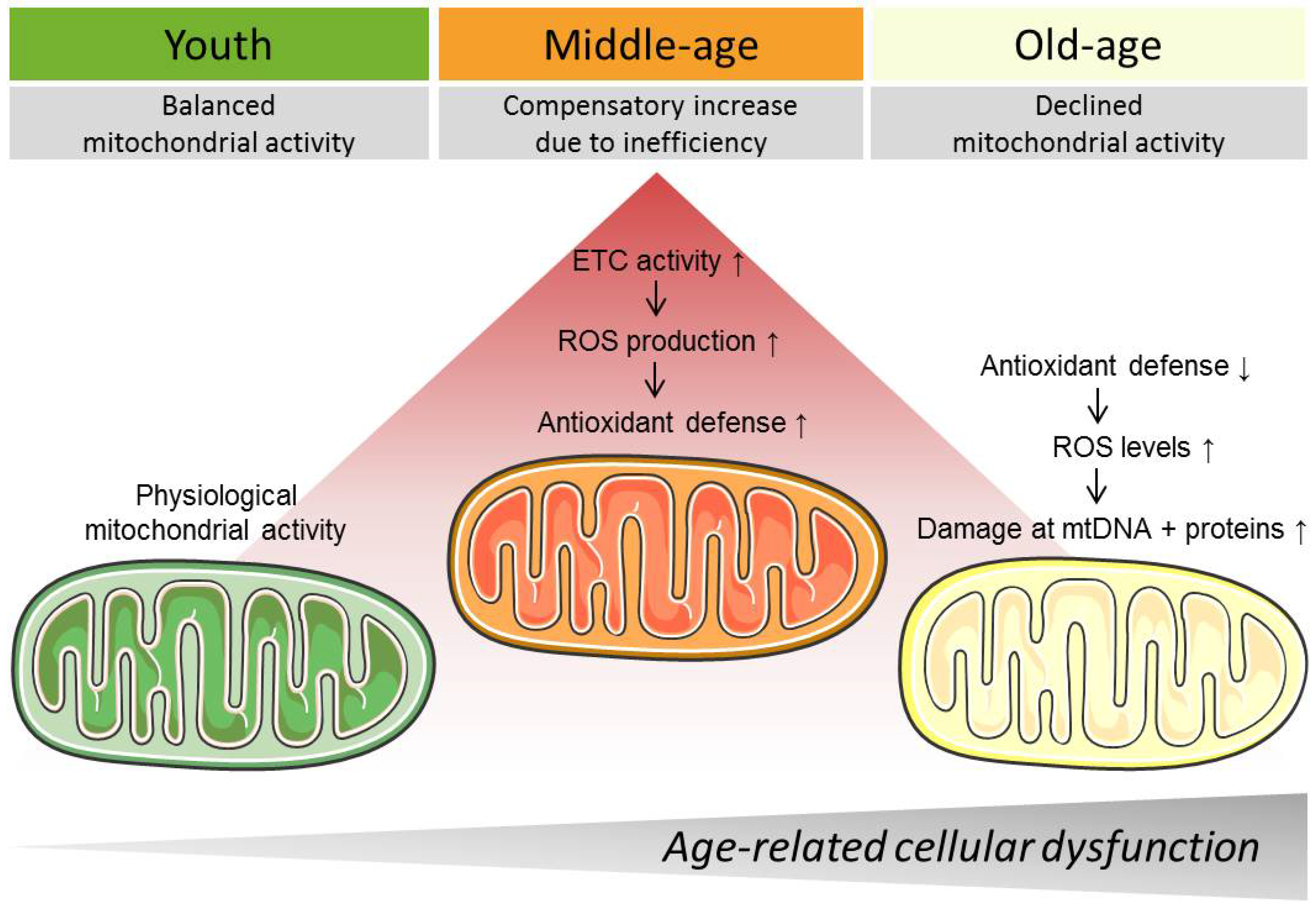 Genes 09 00165 g001