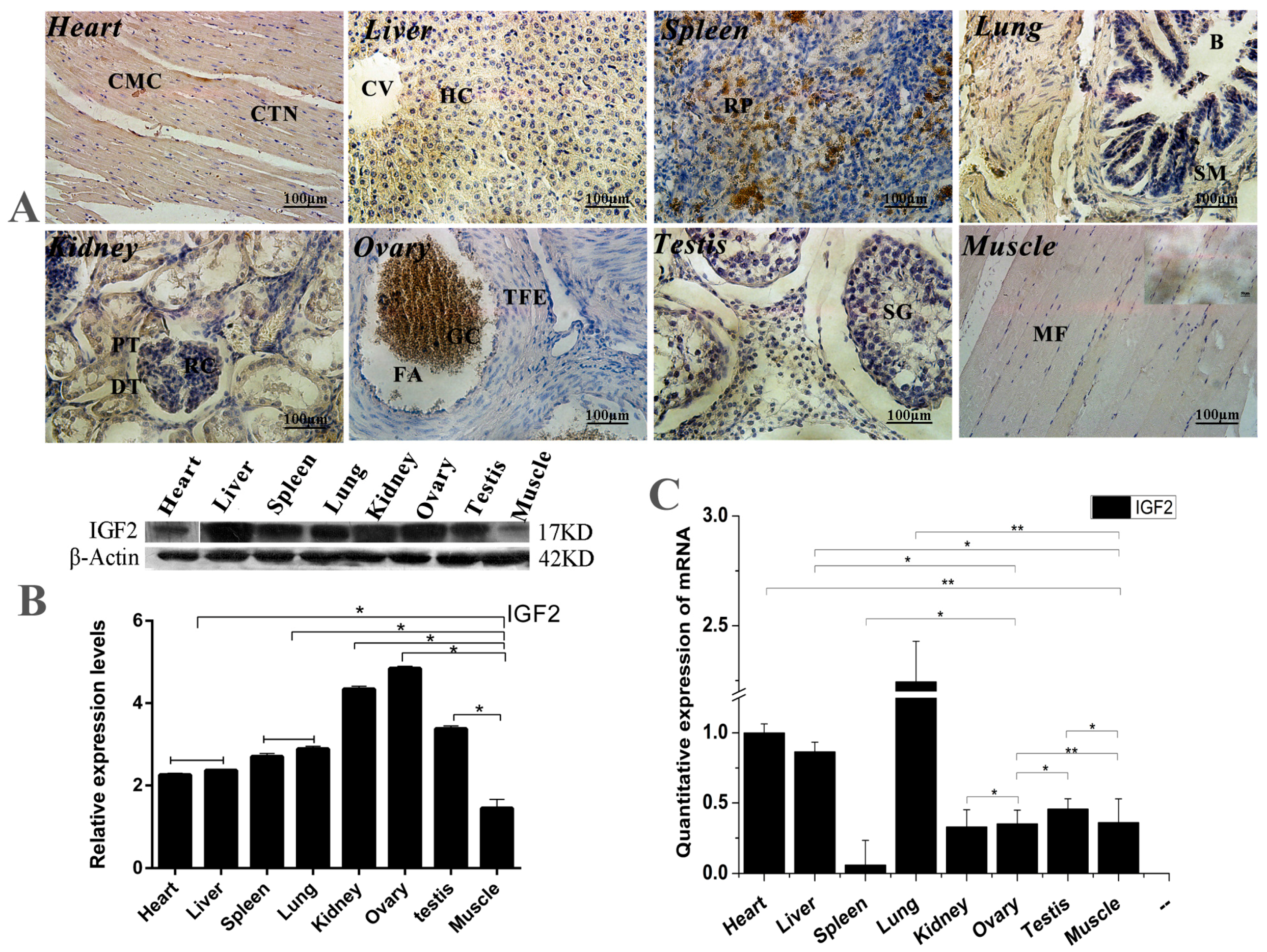 Genes 09 00169 g001 Genes 09 00169 g001