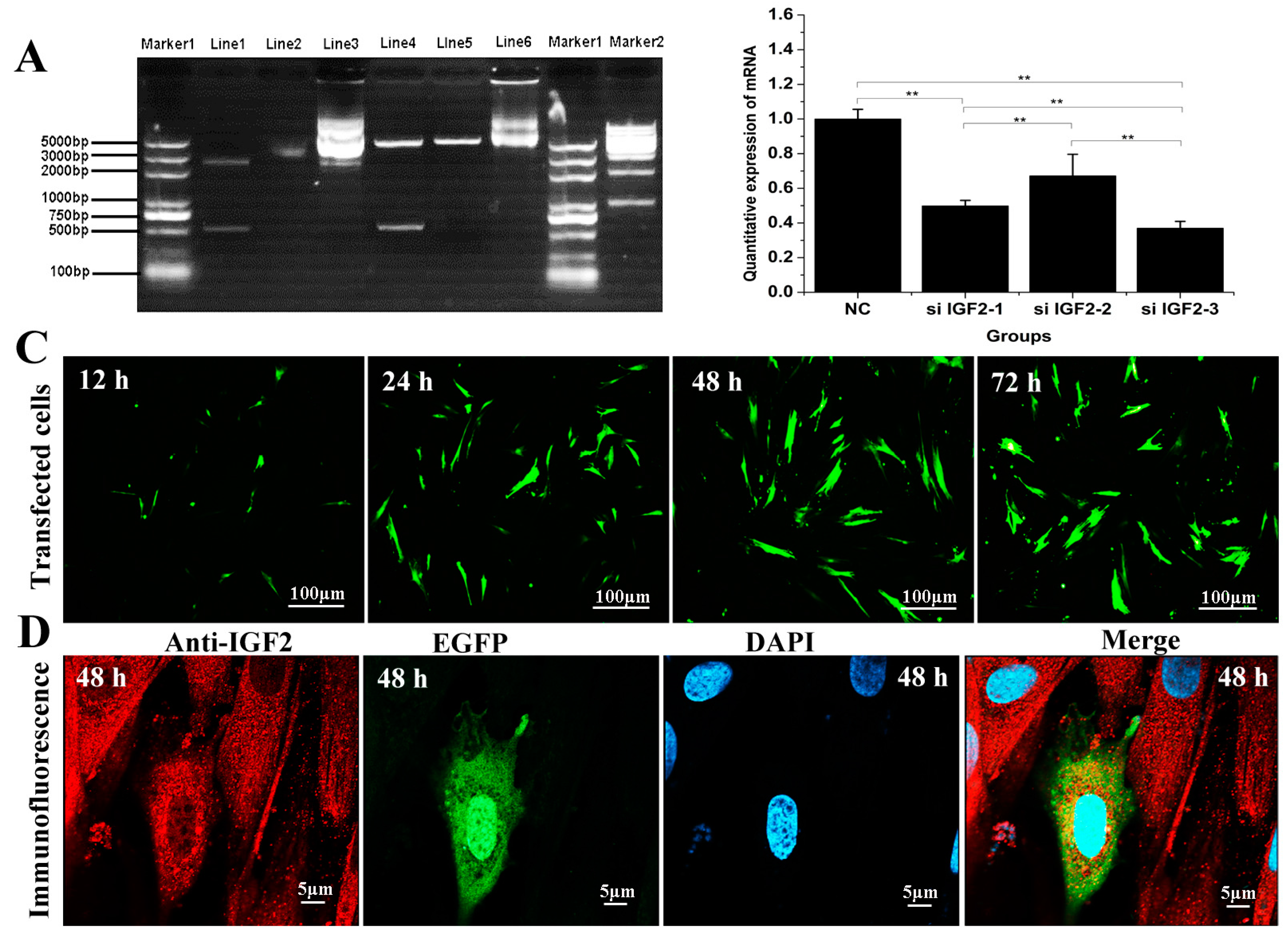 Genes 09 00169 g002 Genes 09 00169 g002