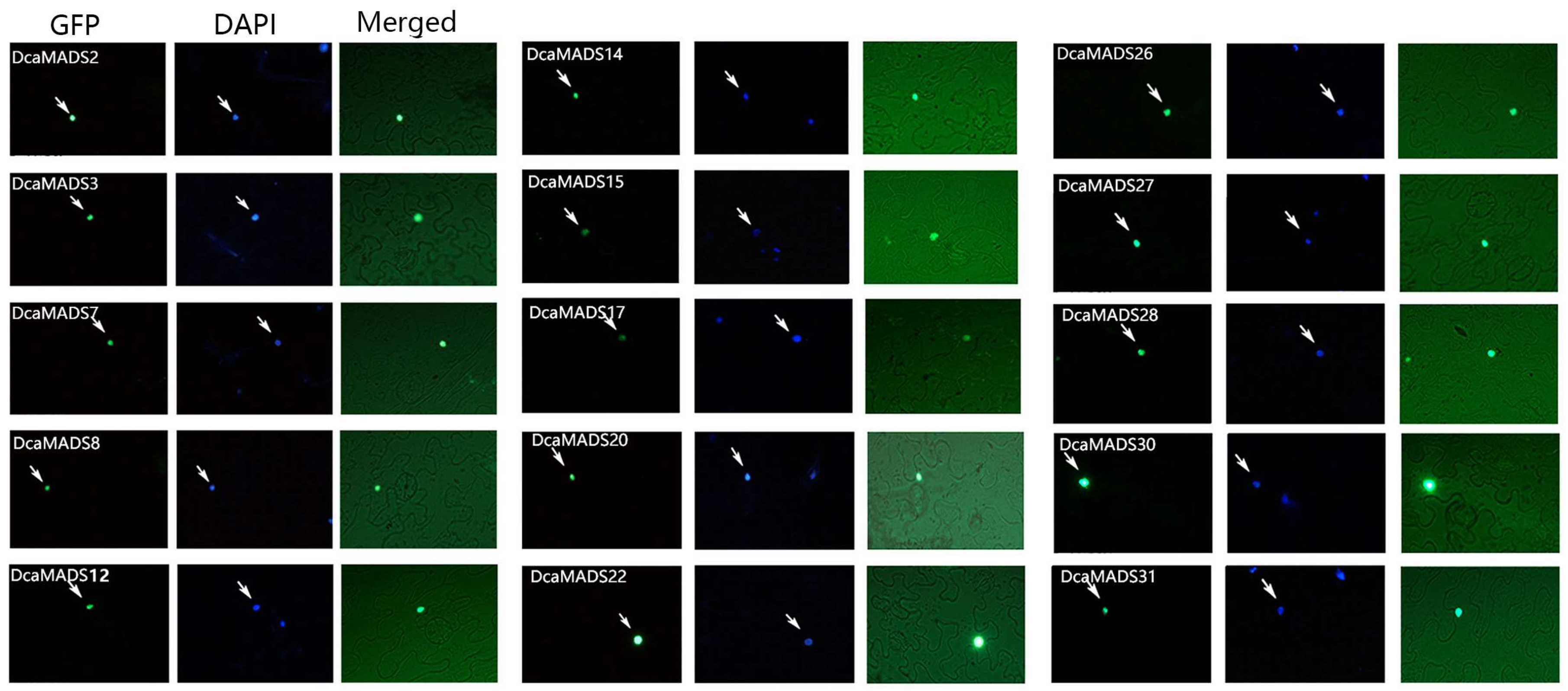 Genes 09 00193 g007 Genes 09 00193 g007