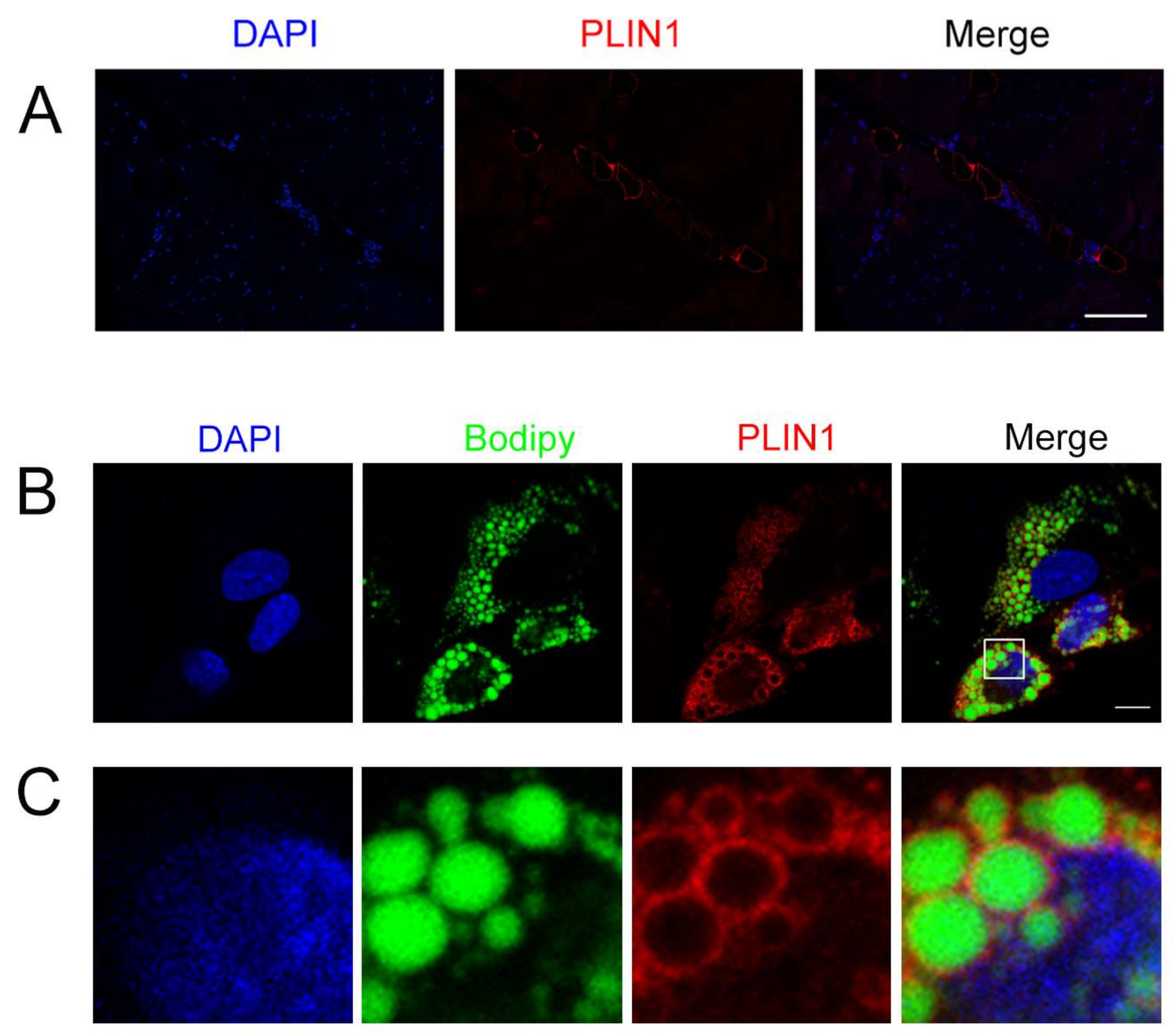 Genes 09 00194 g007 Genes 09 00194 g007