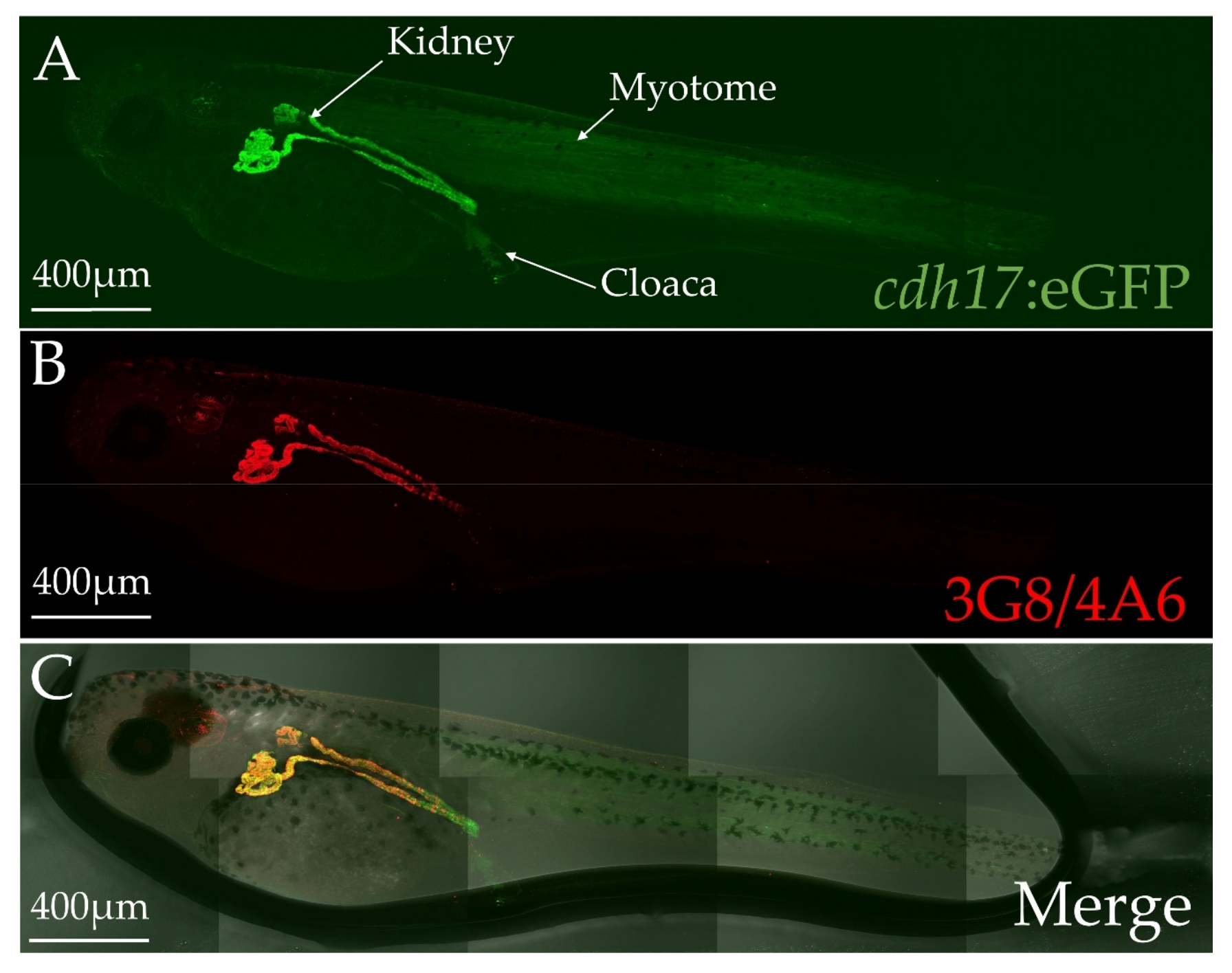 Genes 09 00197 g002 Genes 09 00197 g002