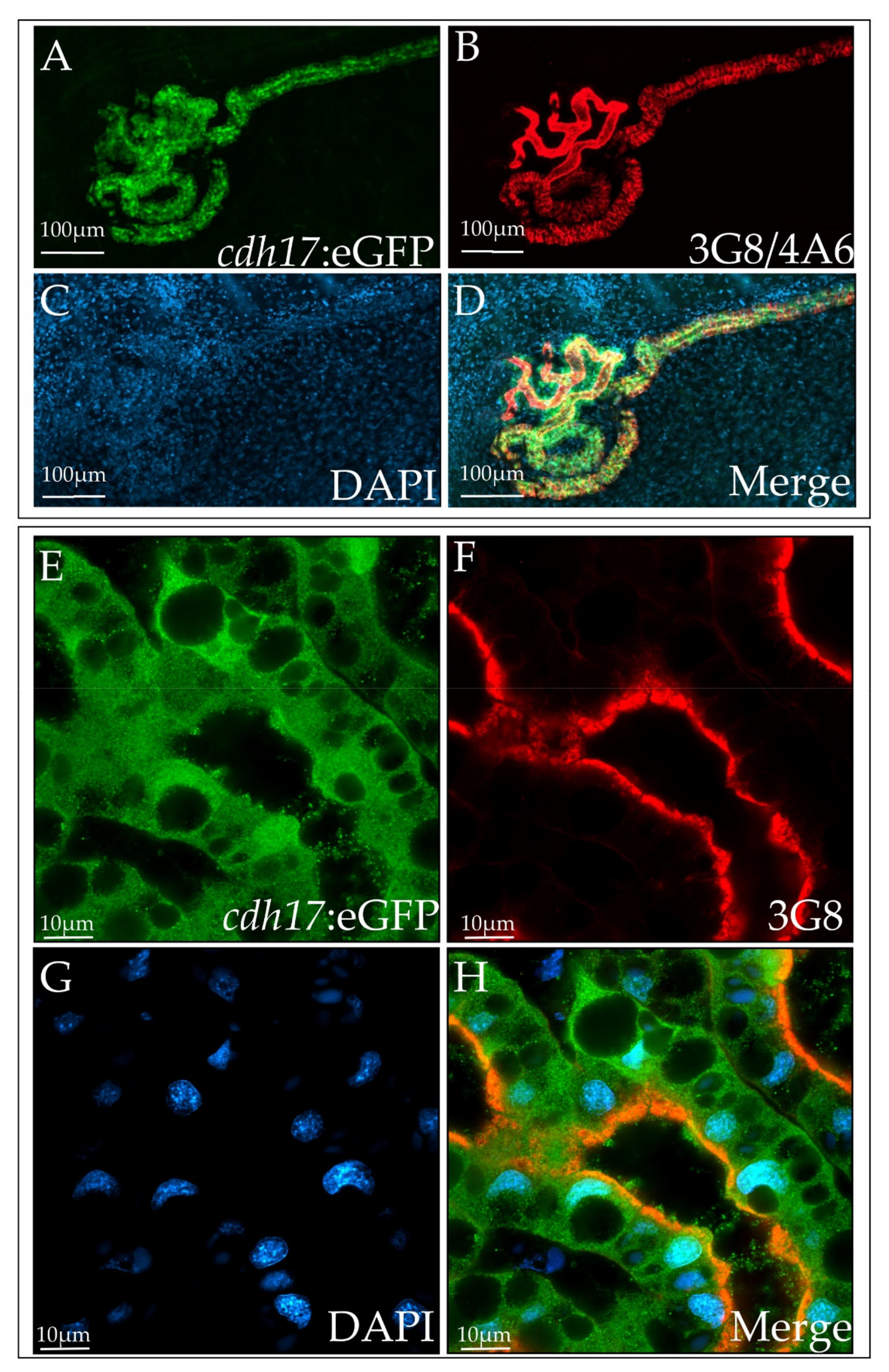 Genes 09 00197 g003 Genes 09 00197 g003